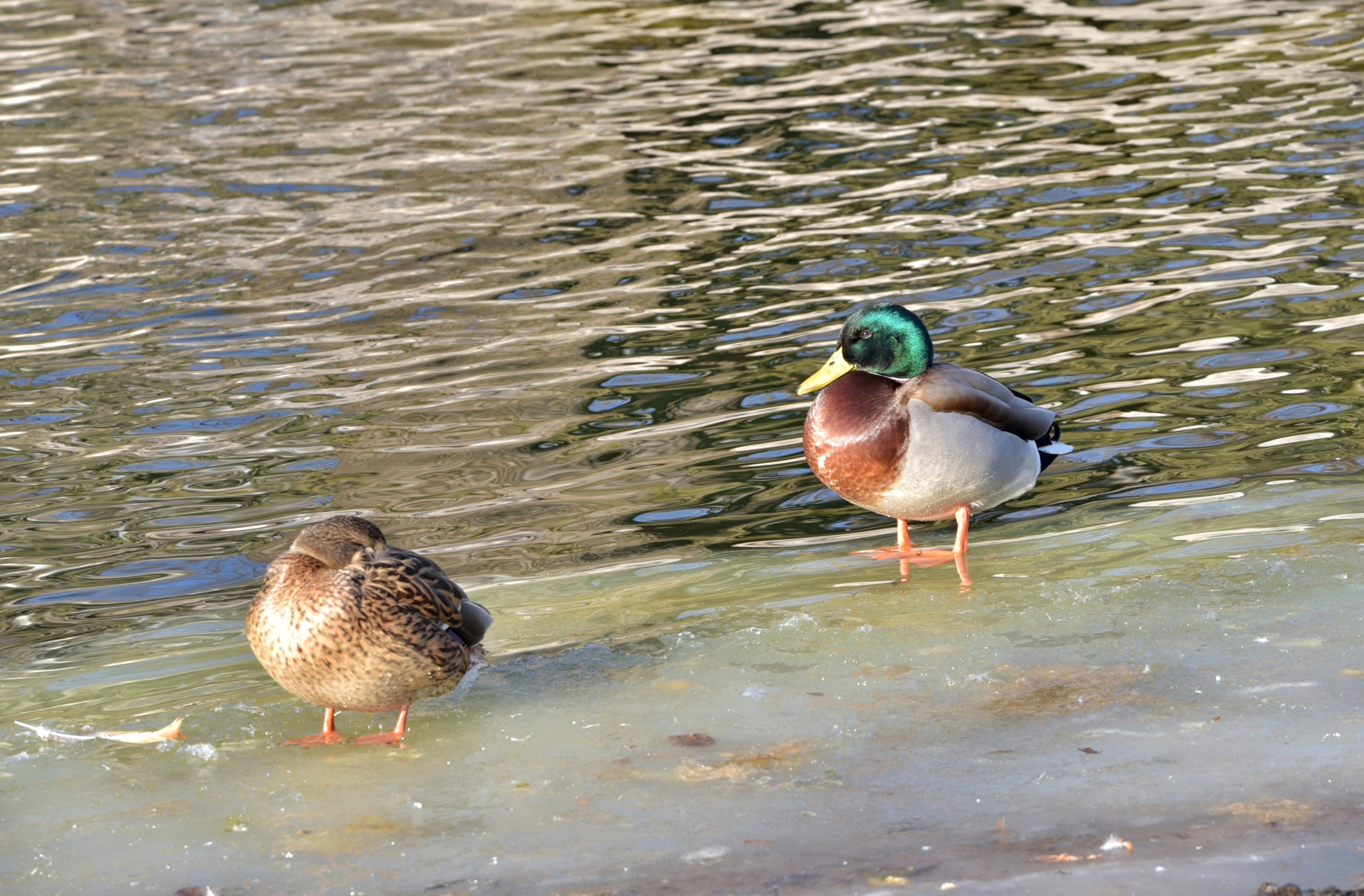 动物园里的绿头鸭首发