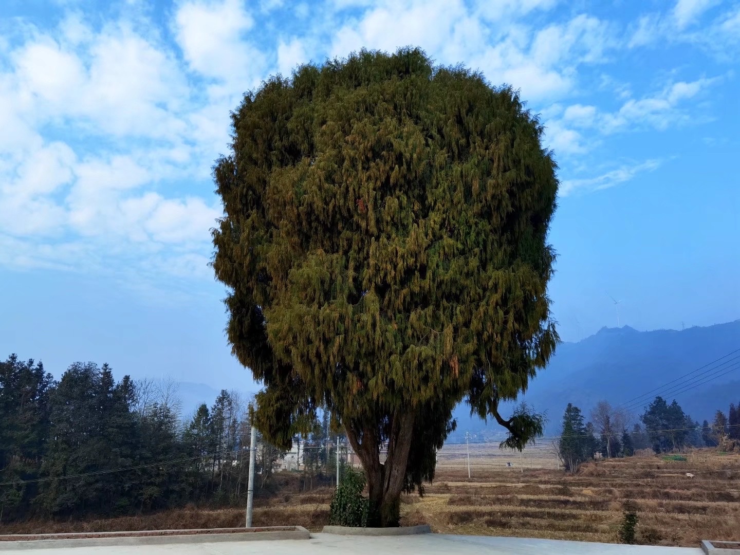 francoptmxjjkmsc,为柏科侧柏属的一种常绿乔木,在中国分布极广,北起