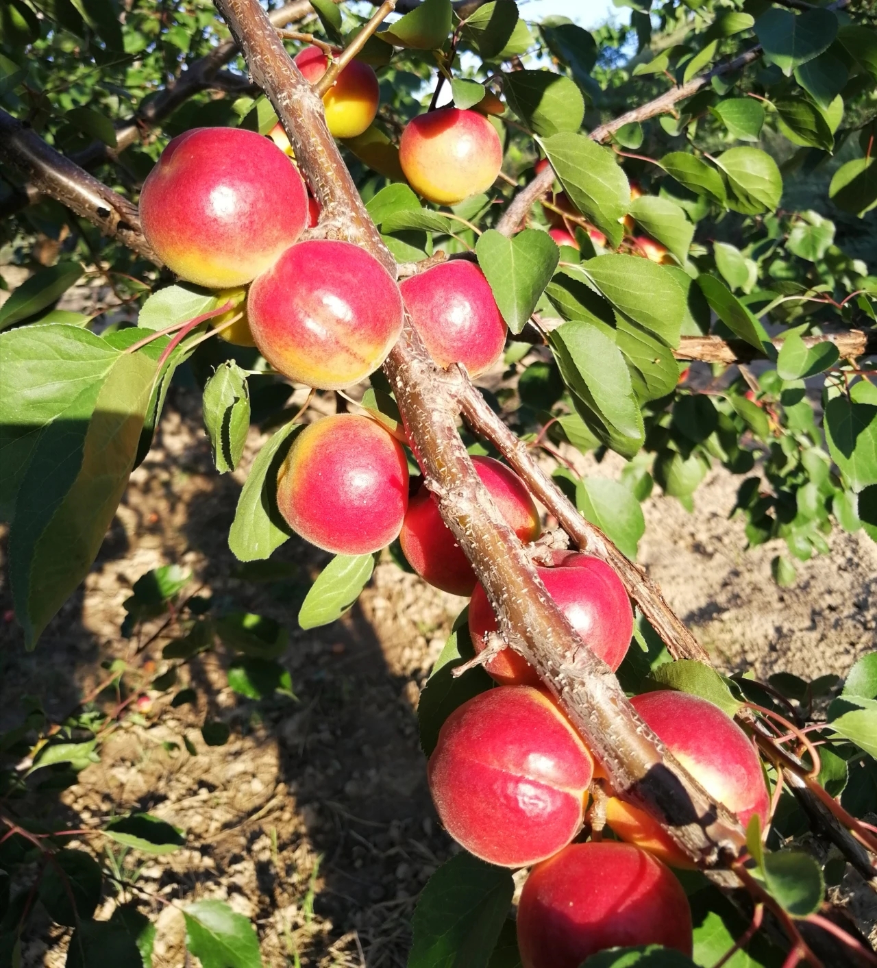 《赞彭阳红梅杏》燕青阁诗友和诗(原创)