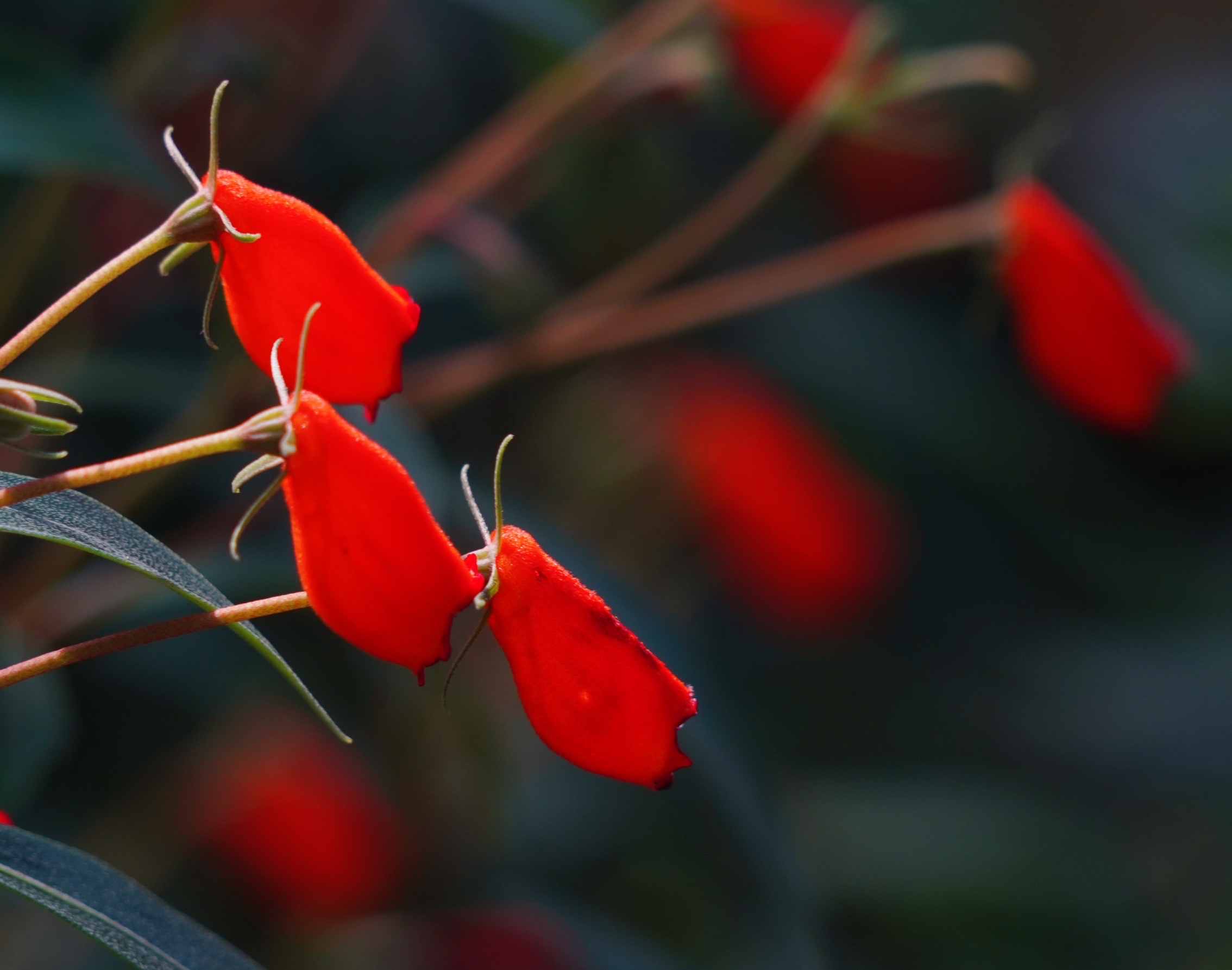 风和日丽【美摄视界】:【原创首发】小岩桐 - vv