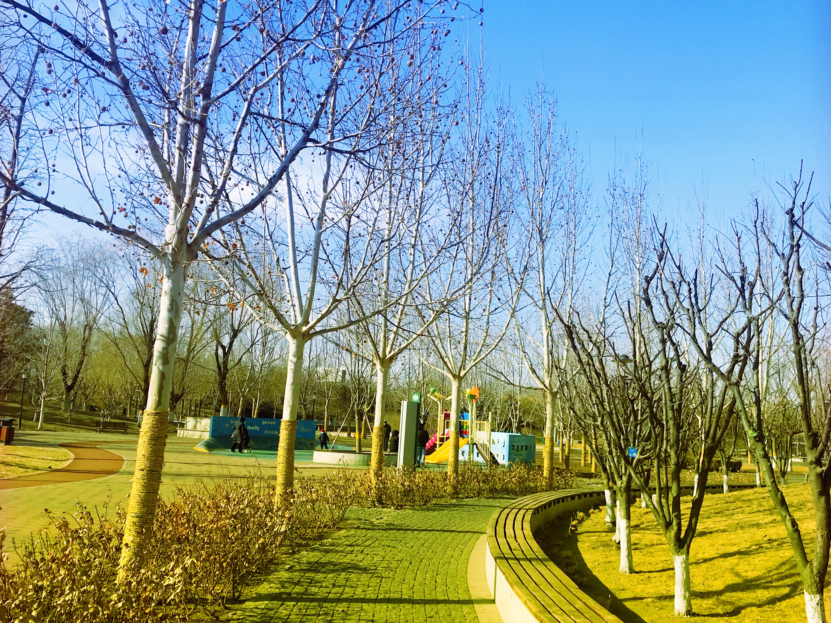 70凤28尾竹7822 【爱花家园】:梧桐果子,别有风味 - vv