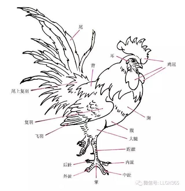 公鸡翅膀简笔画图片