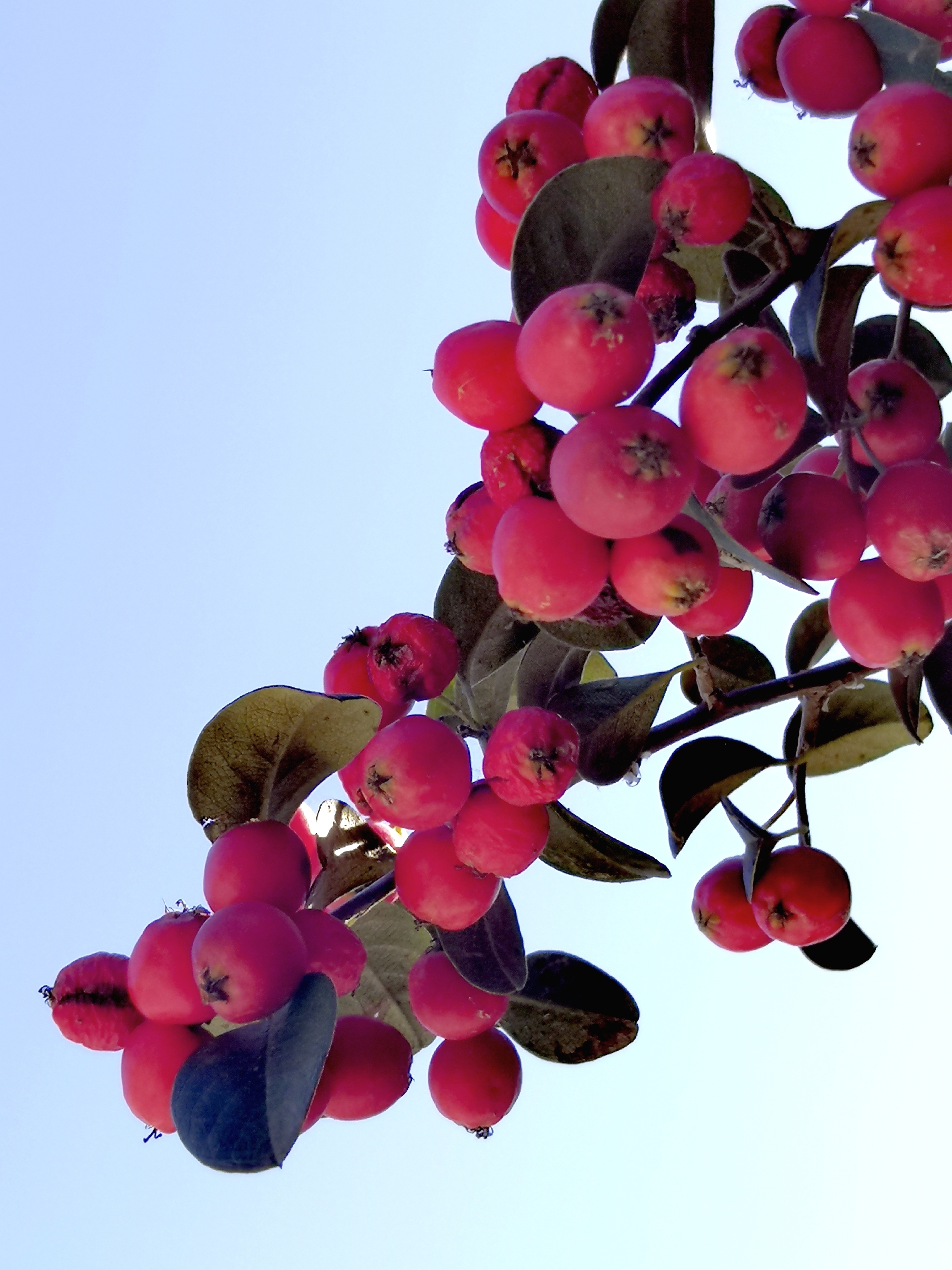 红栒子树图片