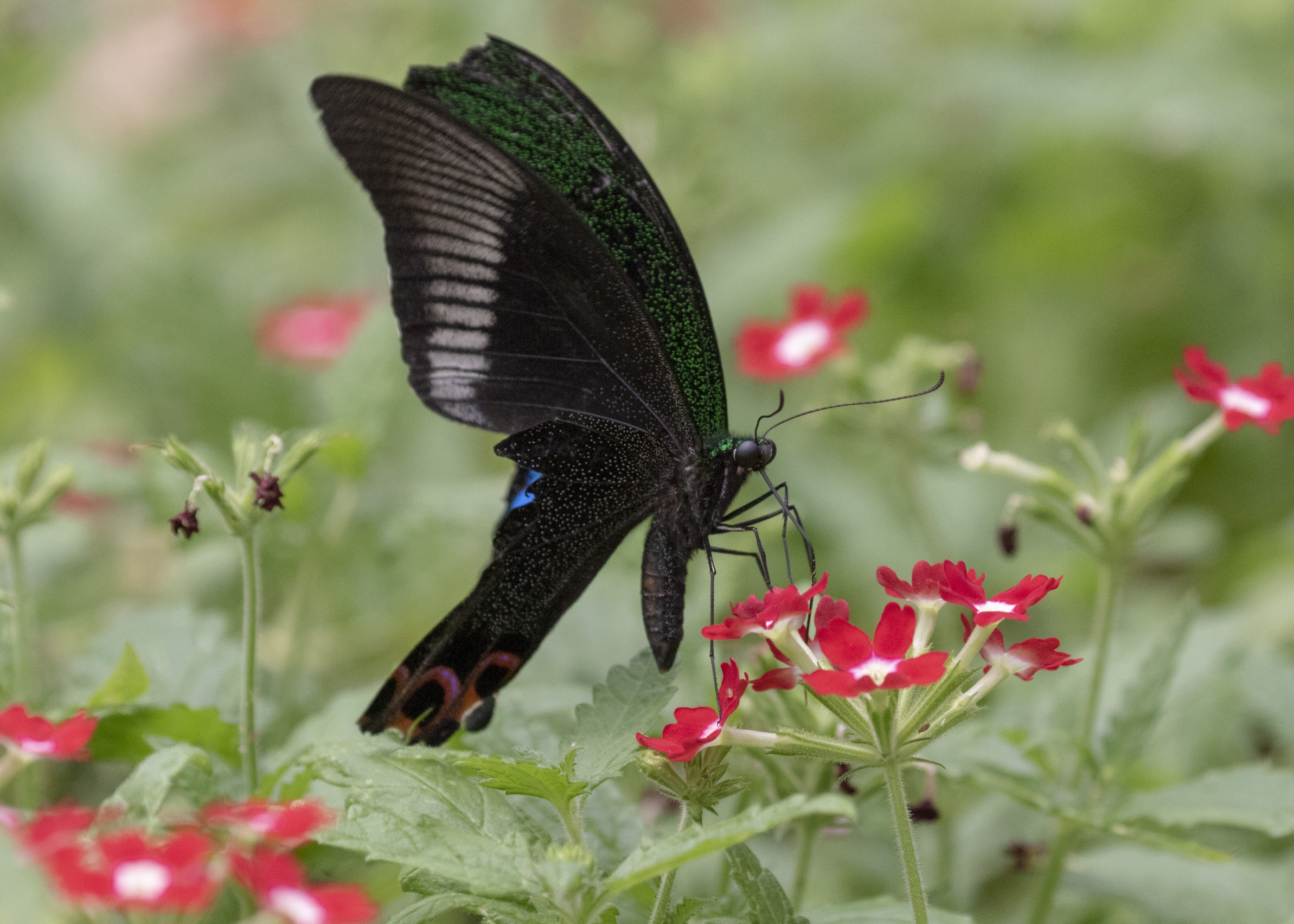 台湾碧凤蝶vv首发