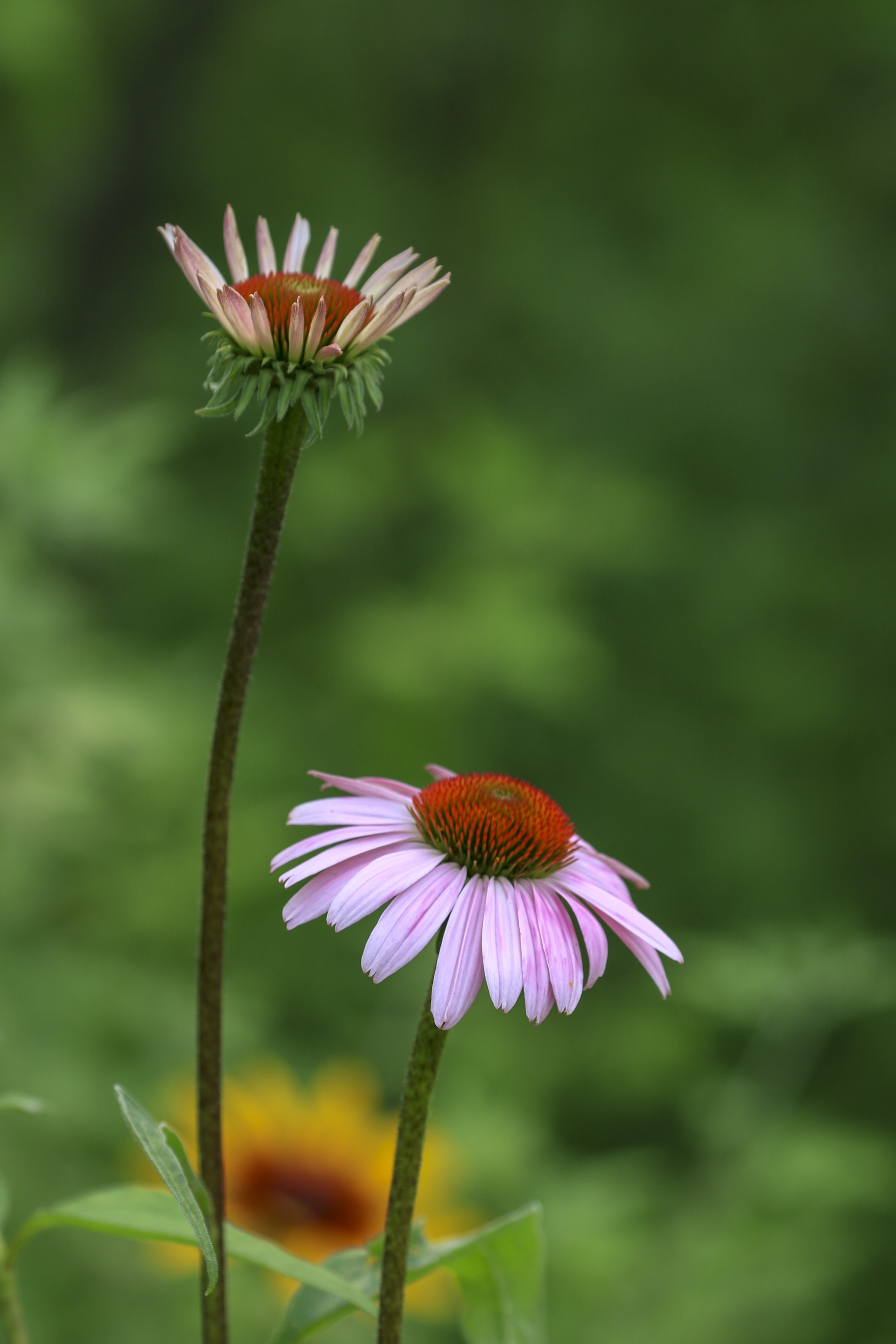 美丽松果菊vv首发