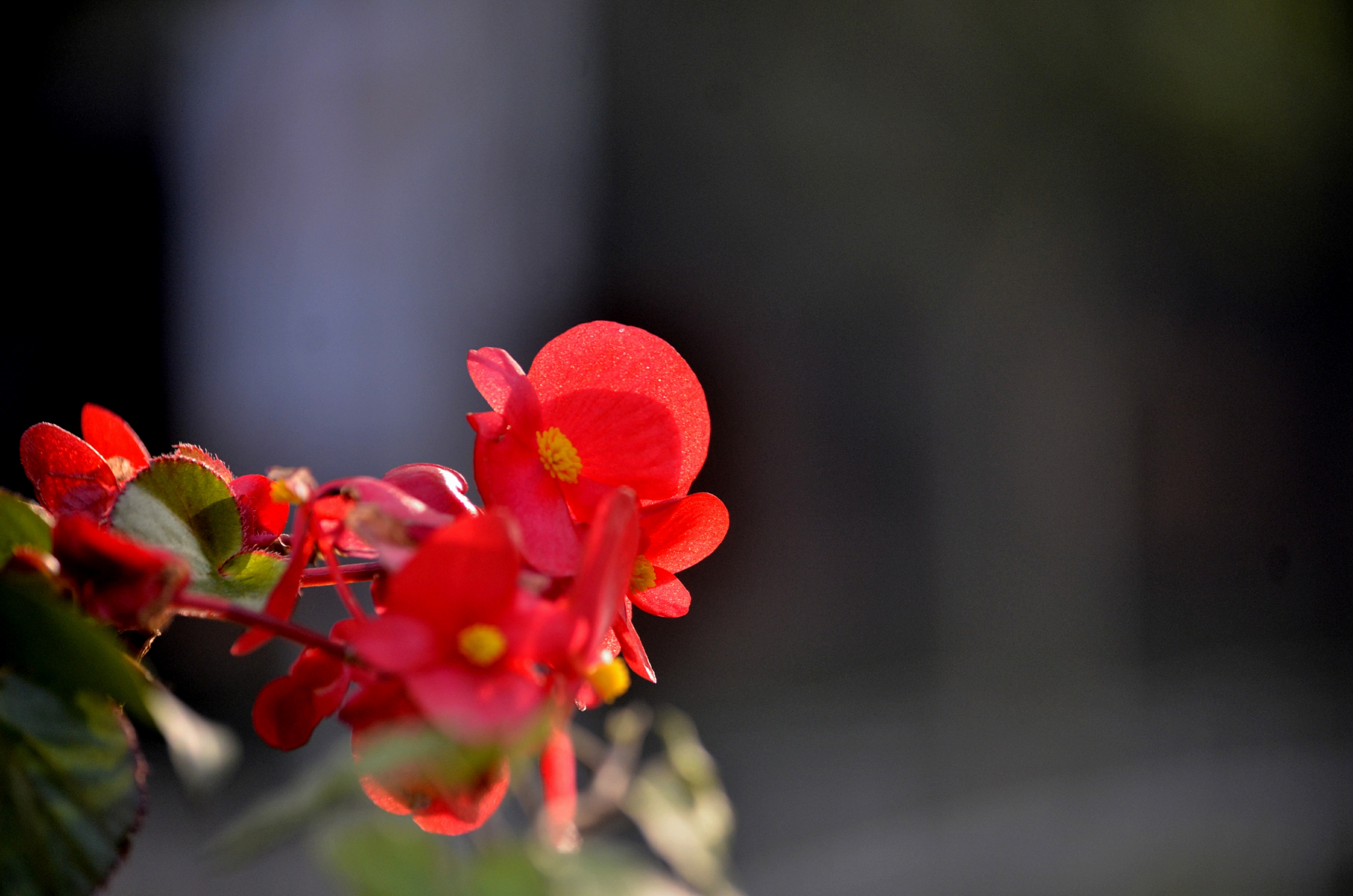 竹节海棠首发