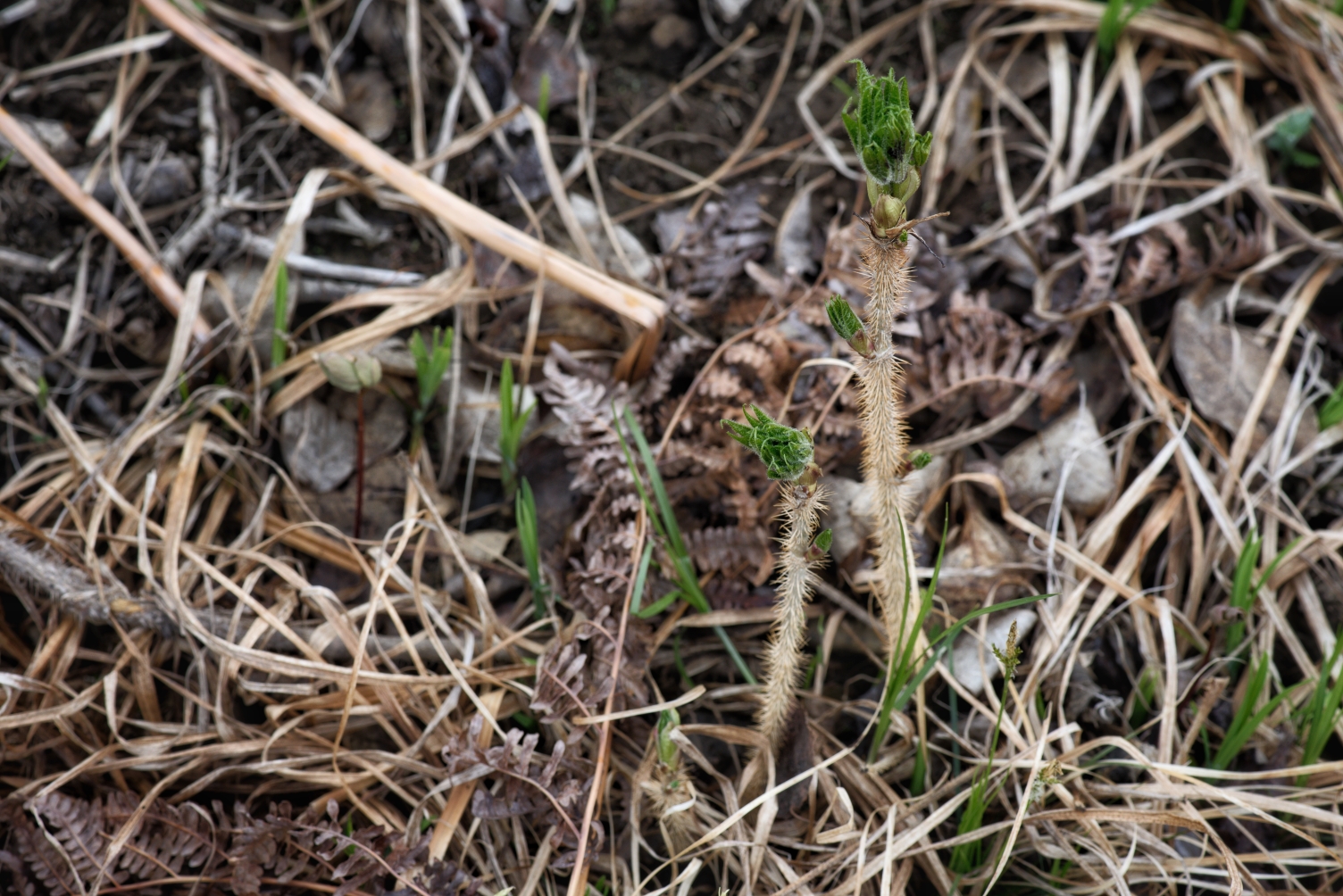山中野菜刺老牙分公和母,公刺老牙野菜上有刺,卖的价格相对便宜市场价