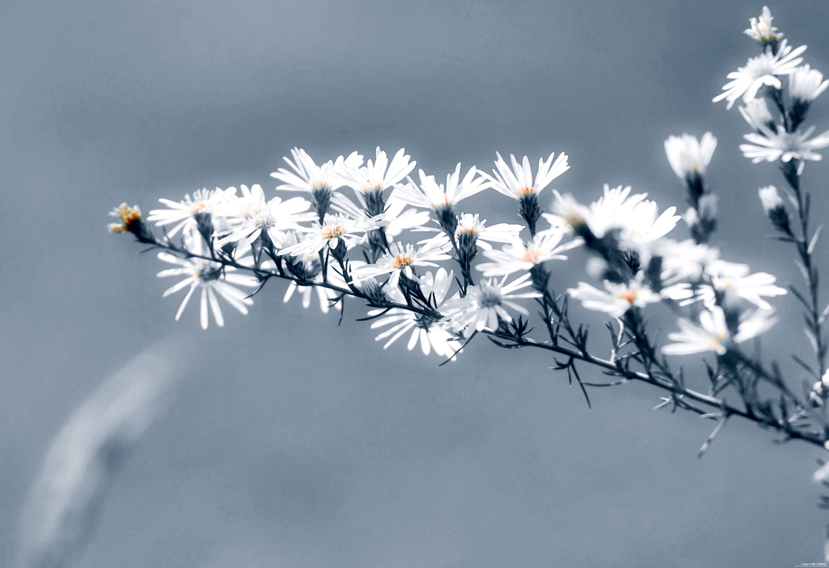 首发清新淡雅的柳叶白菀花