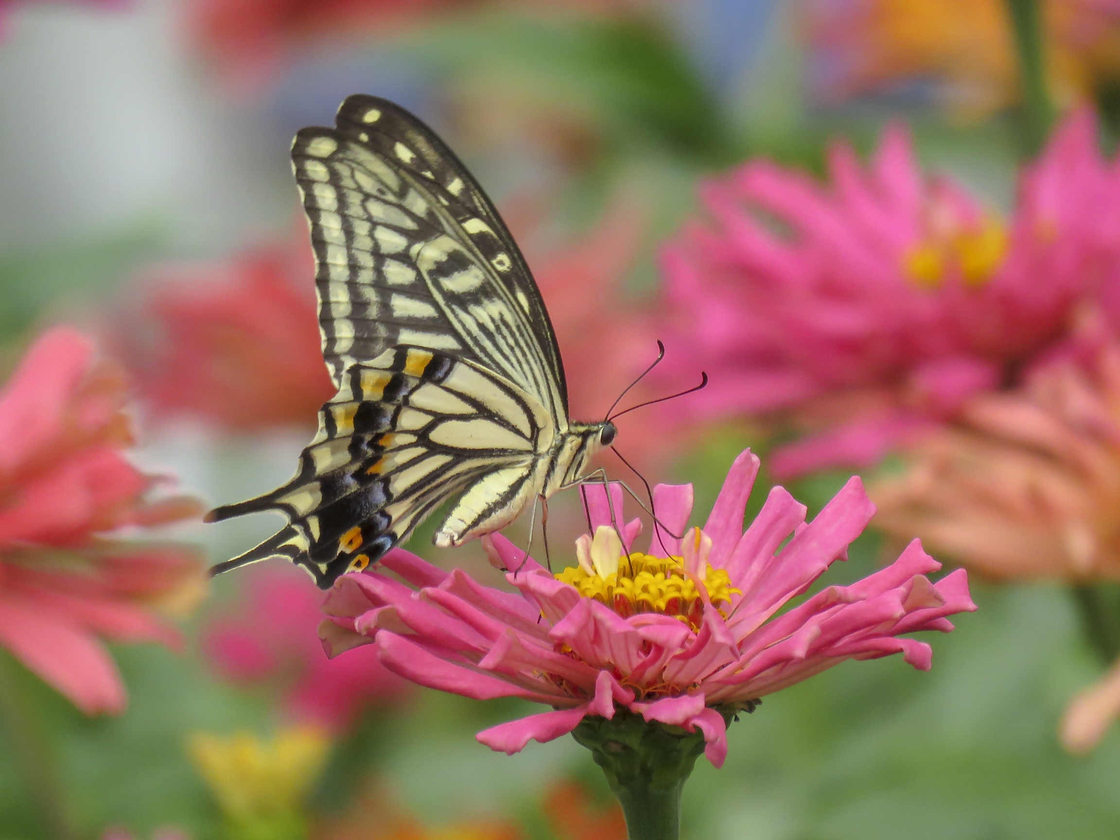 凤蝶花中舞vv首发