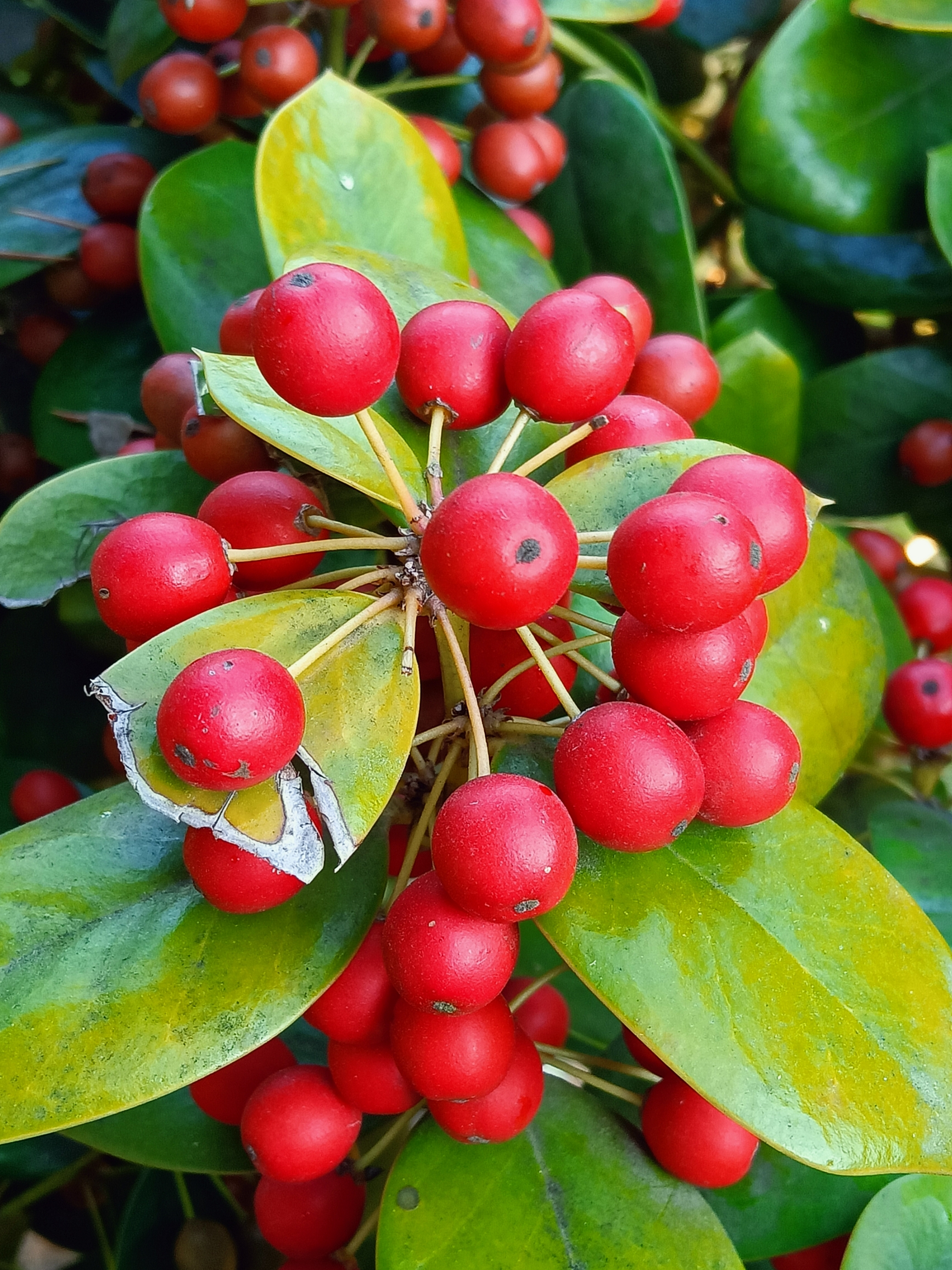 你认识这个小红果果吗首发