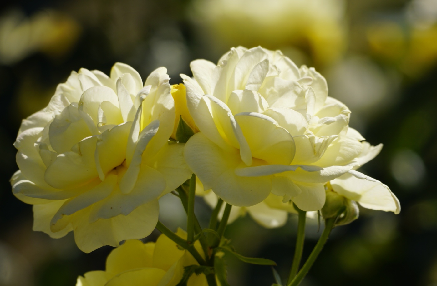 月季花系列明亮温暖的黄色月季花