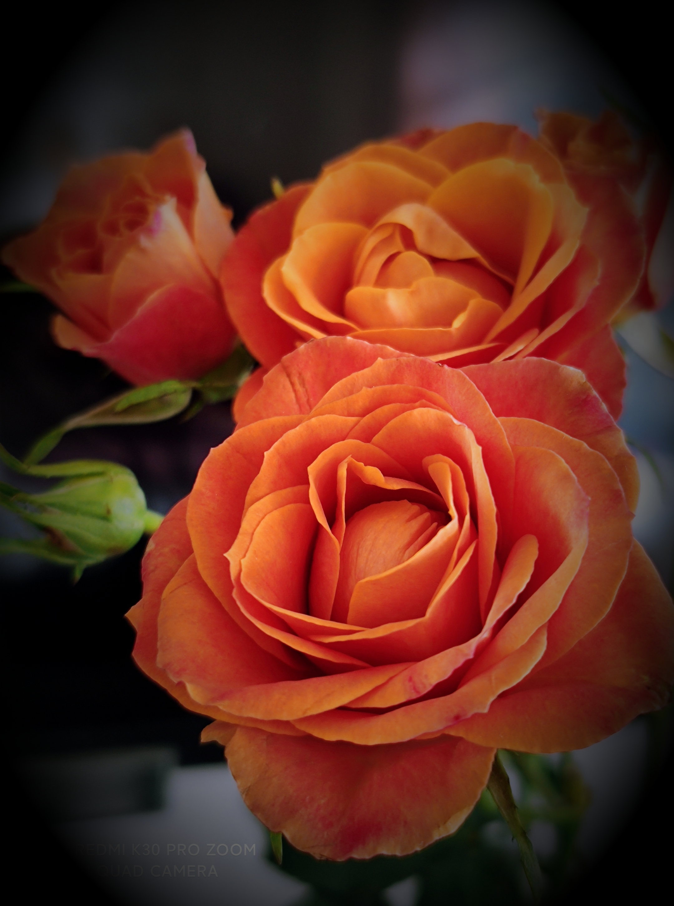 金色月季vv首发