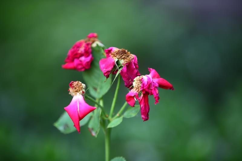 每次月季花朵凋谢的时候,枝头上就会留有谢,需要及时的进行修剪,要