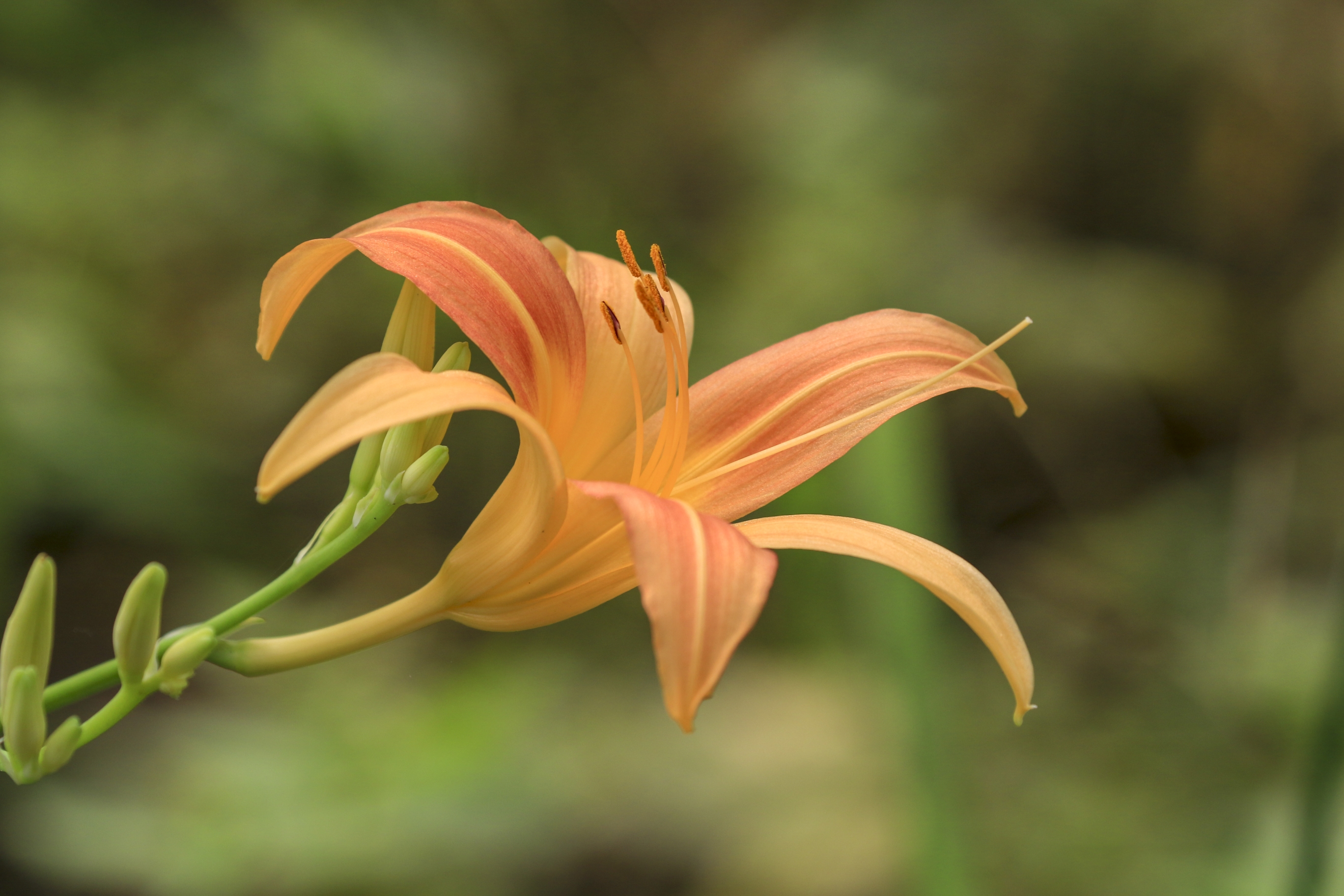 萱草花中国的母亲花vv首发