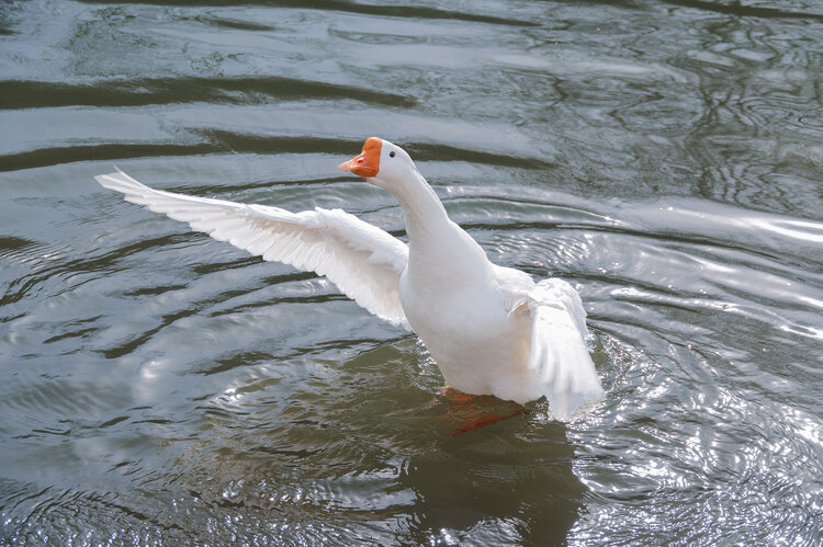 0269♀15        0269♀15漂亮的白鹅,在水中抖动