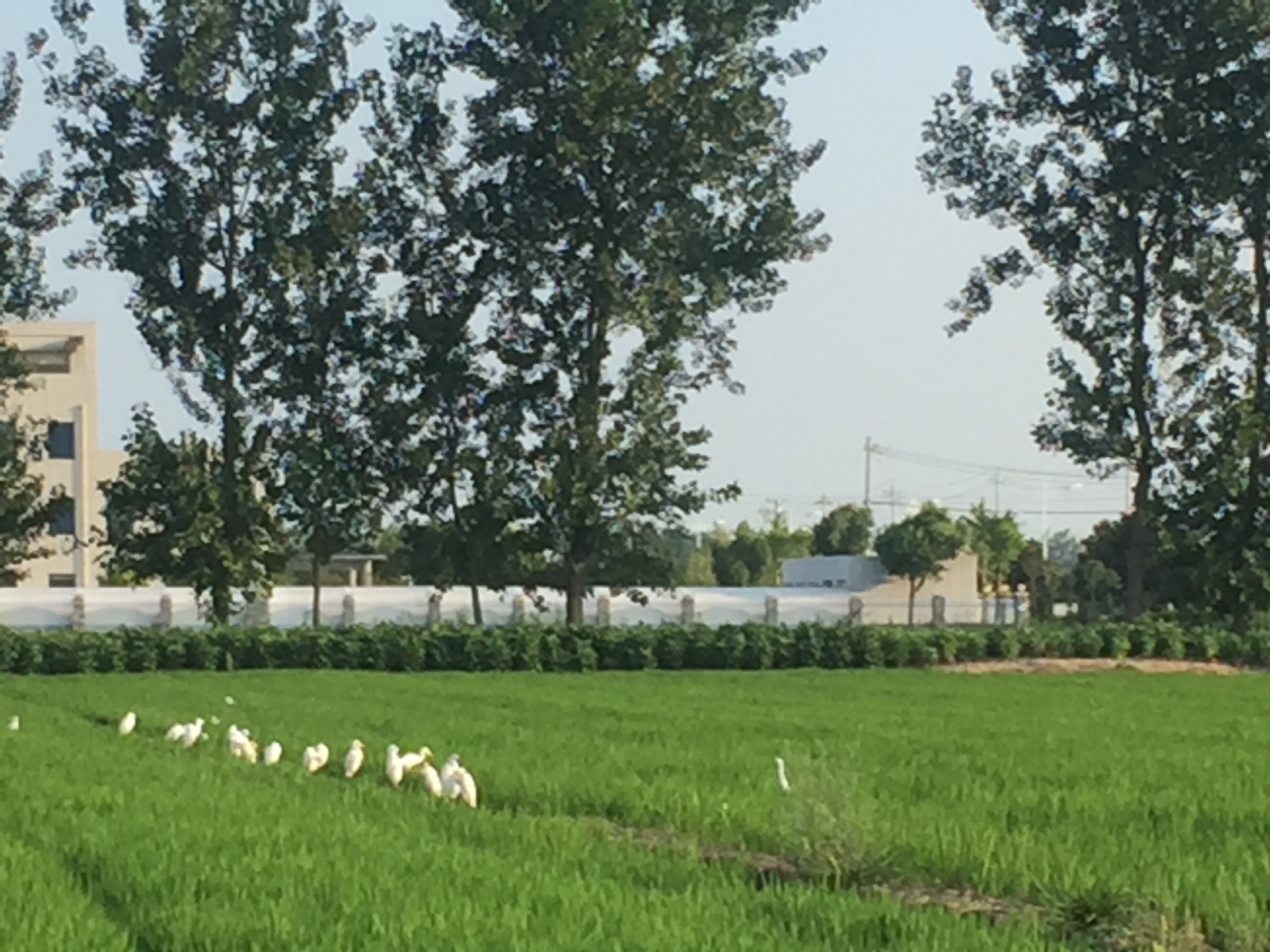 立在葱郁的秧苗前