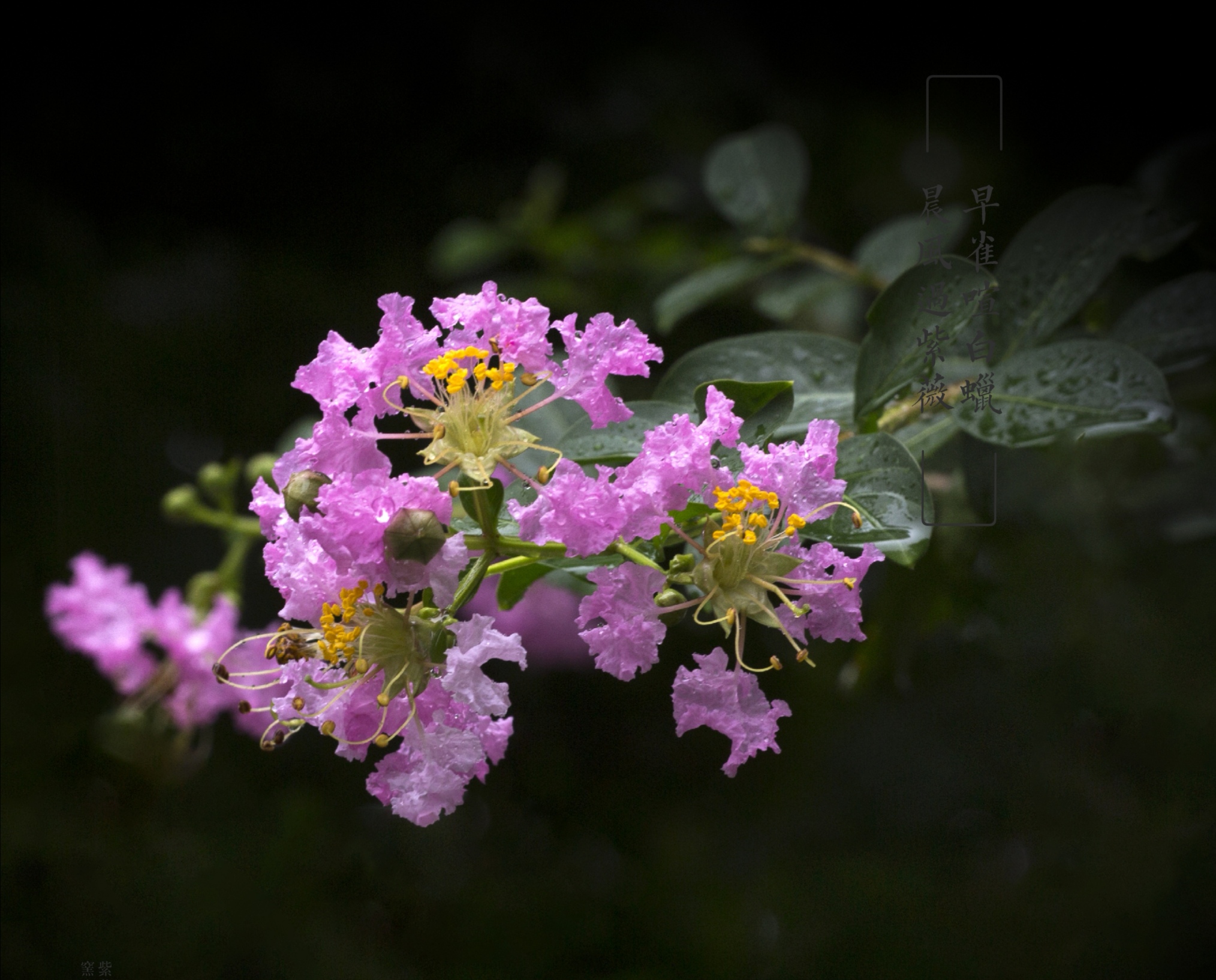 灵梦花紫薇图片