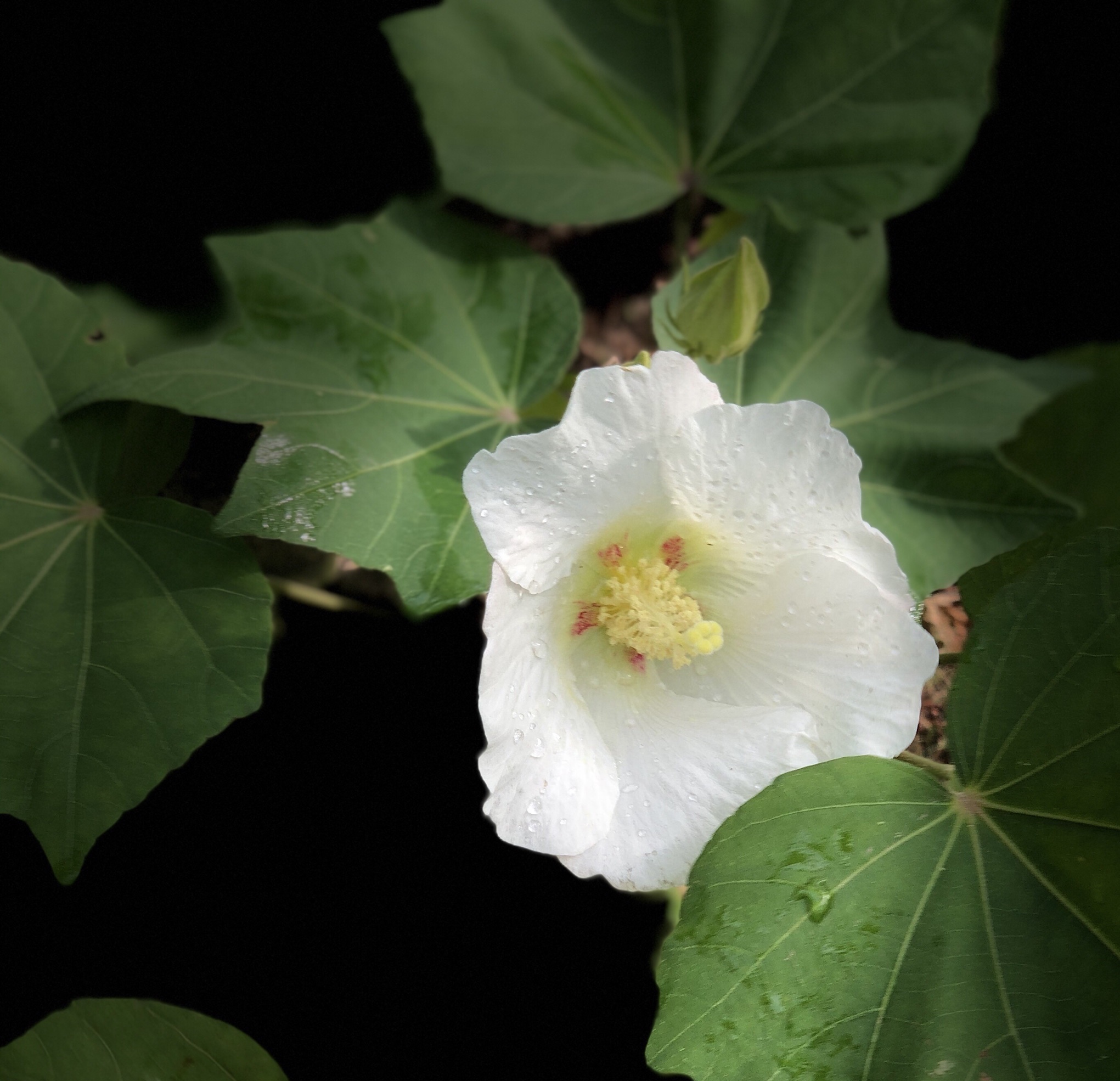 原创首发单瓣芙蓉花