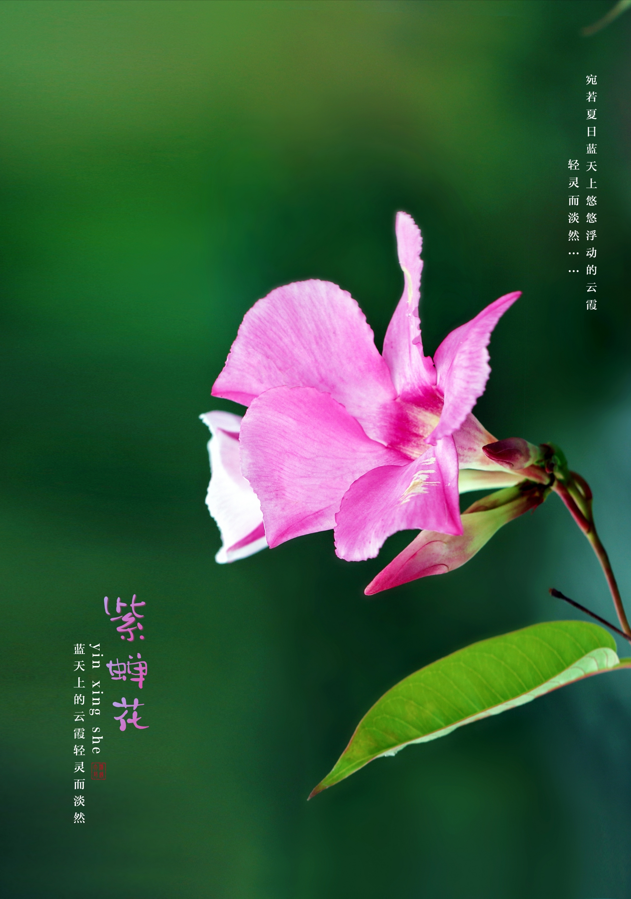 紫蝉花开明丽动人