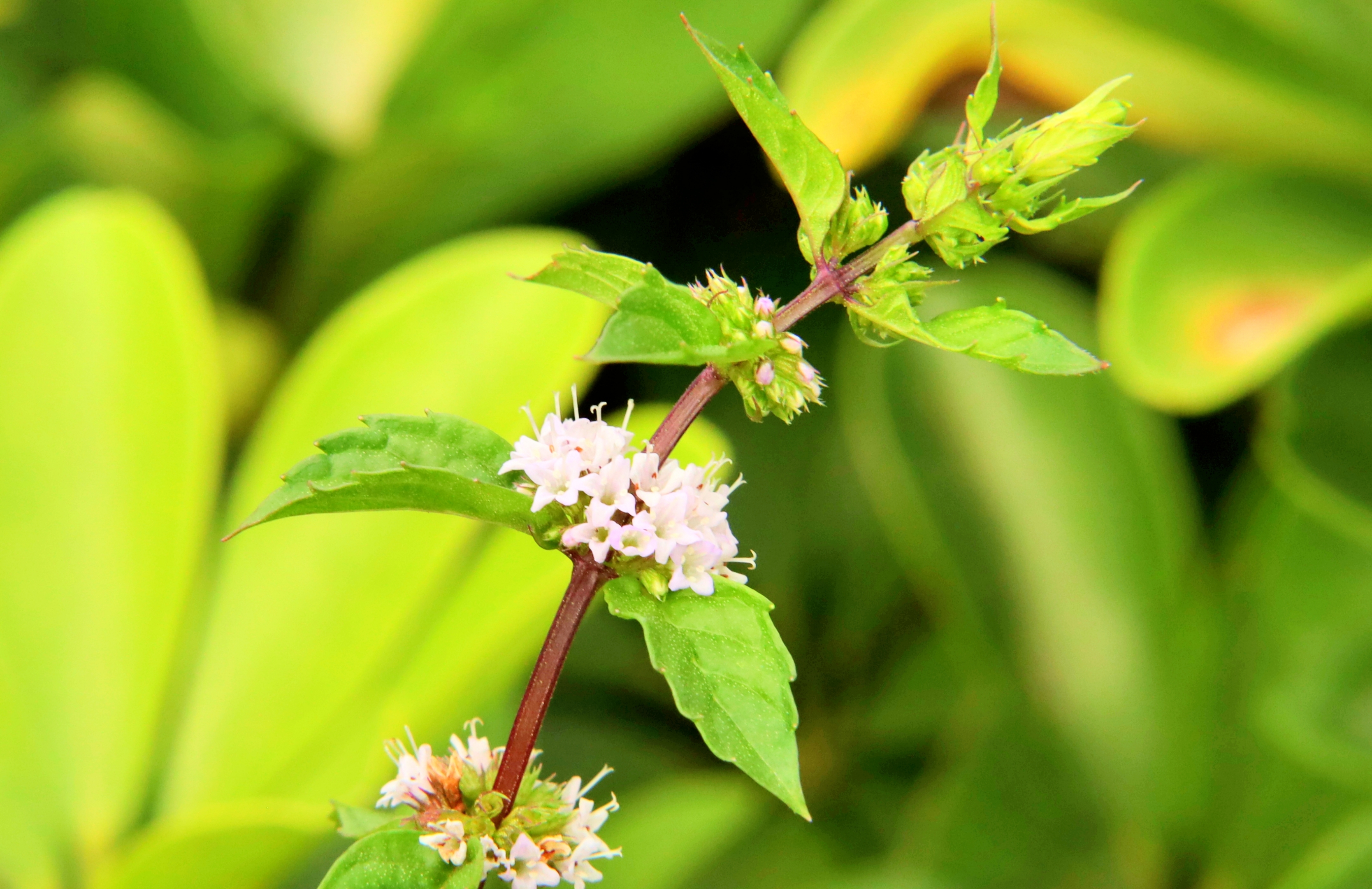 八月始见薄荷花