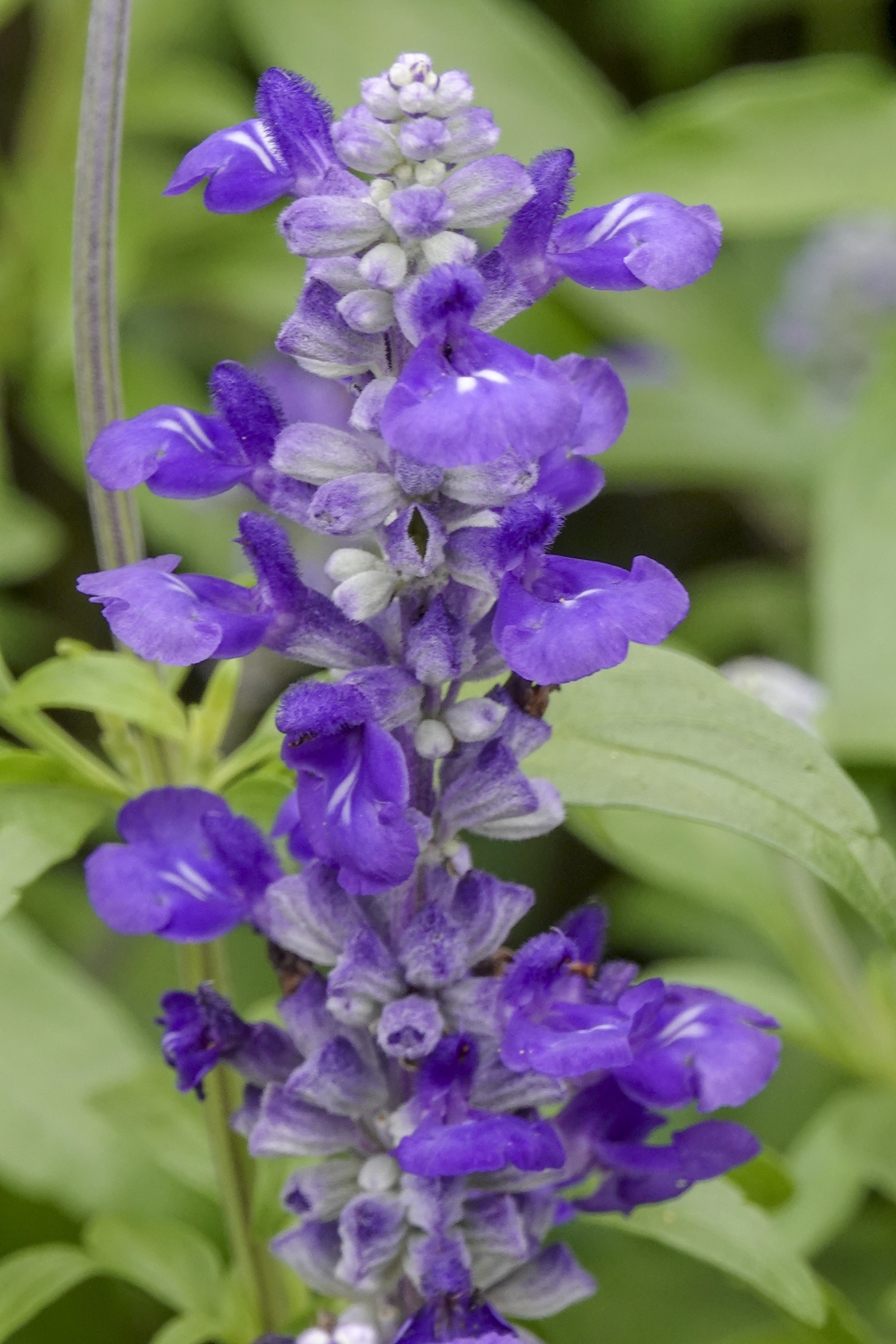 蓝花鼠尾草vv首发