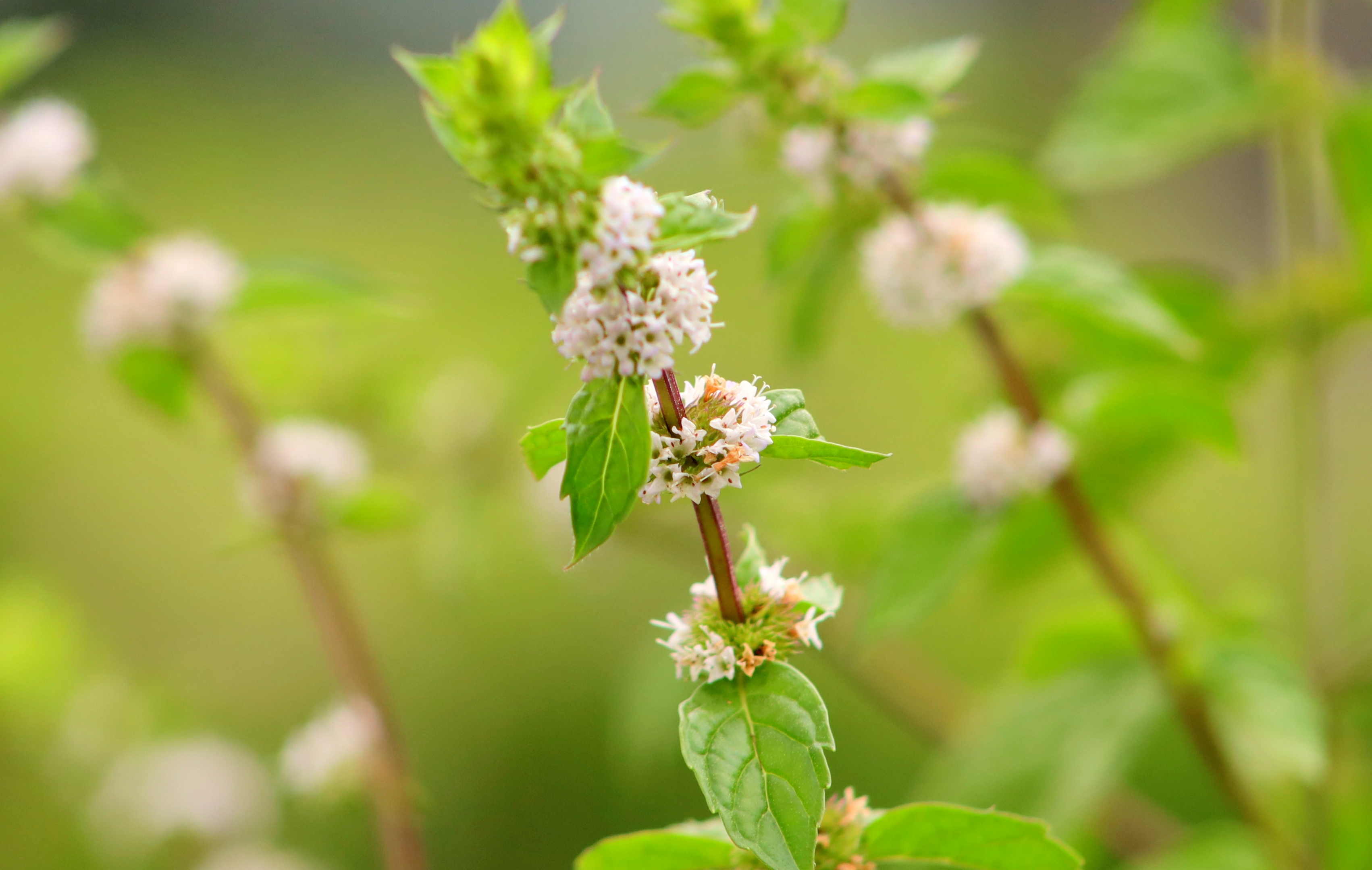 八月始见薄荷花