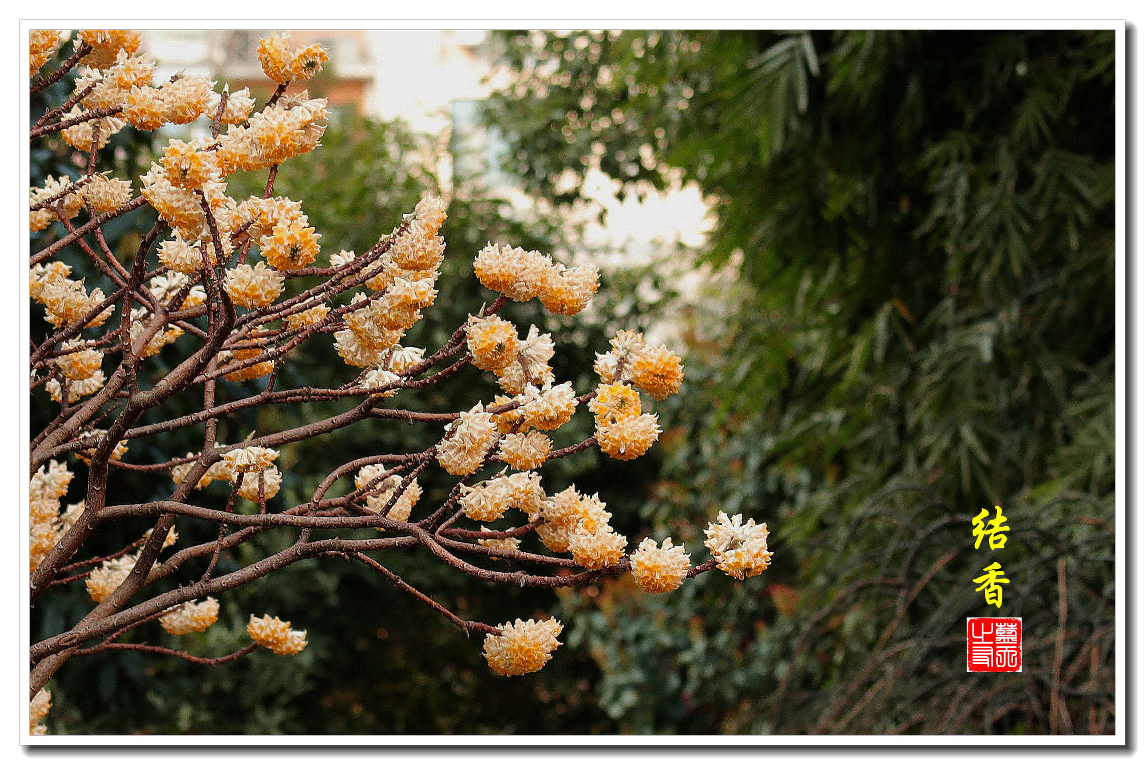 首发结香花开香满园