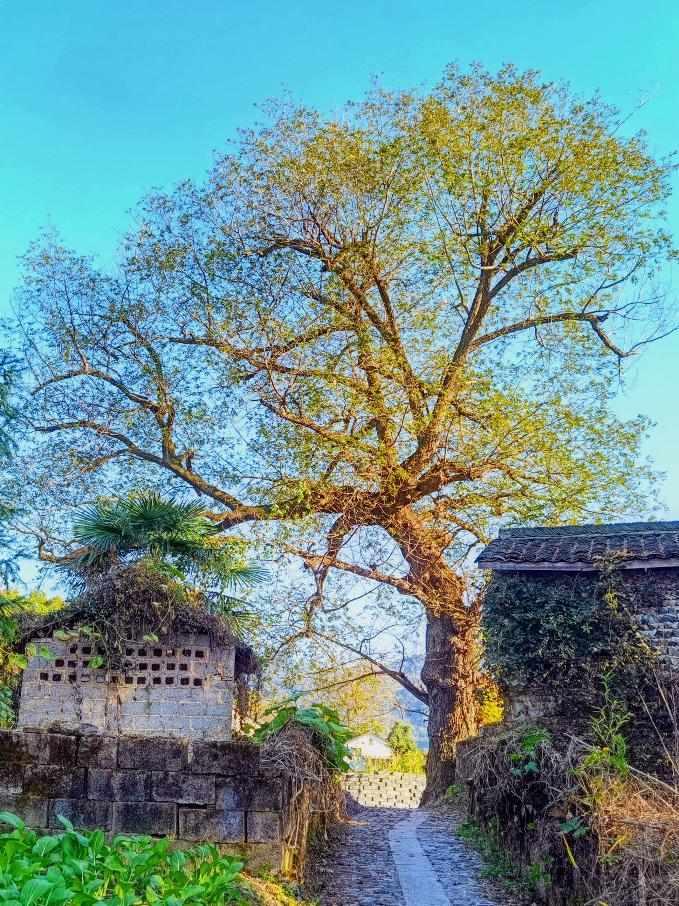 村头那棵老树首发