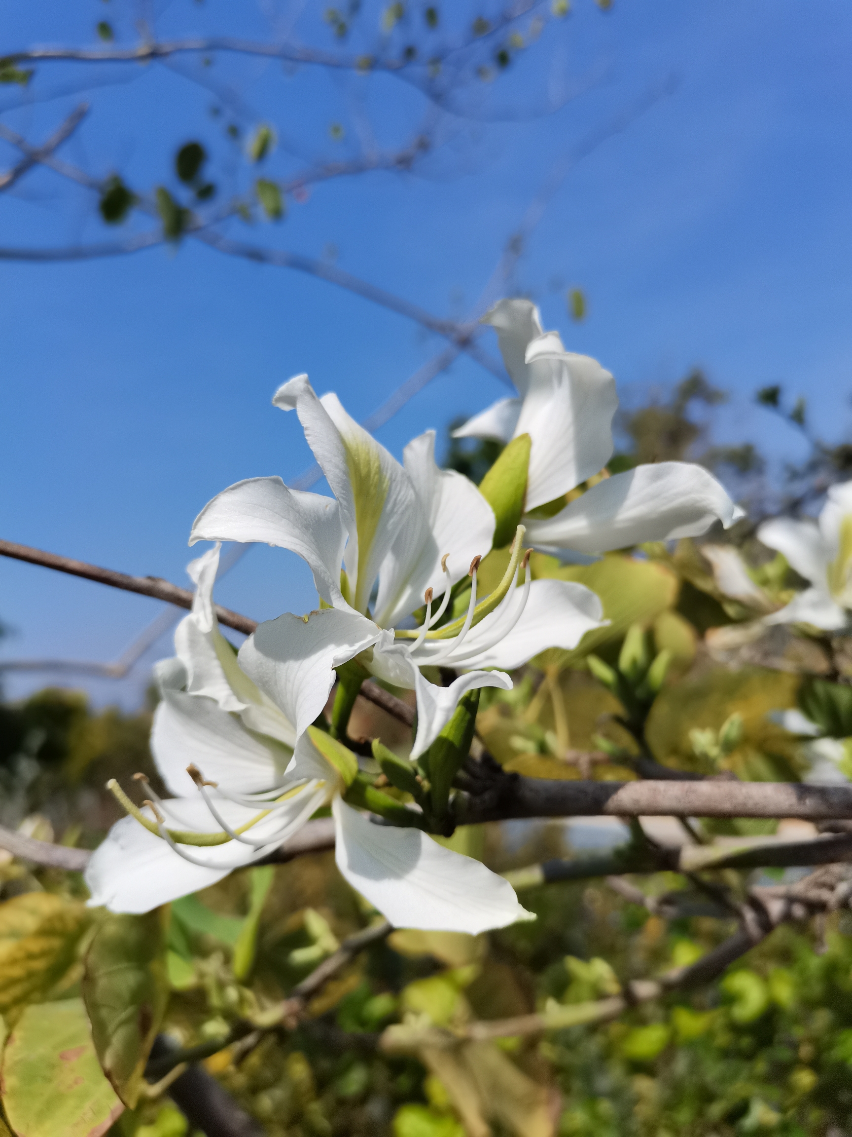 百花齐放