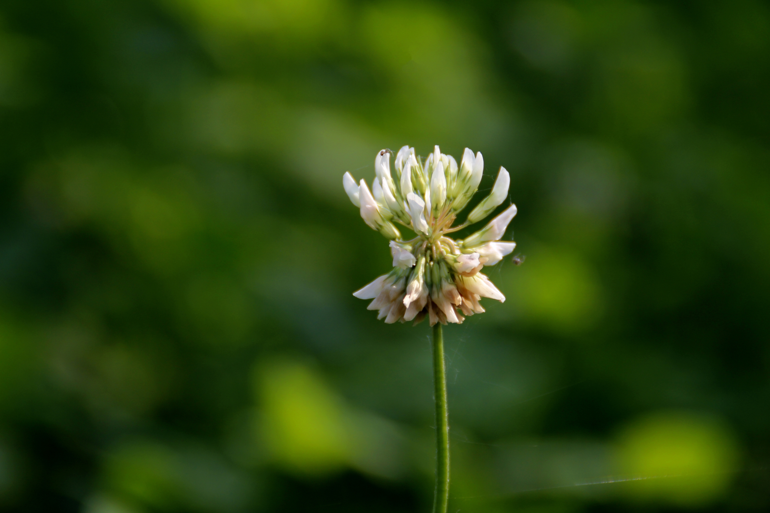 首发车轴草也很美