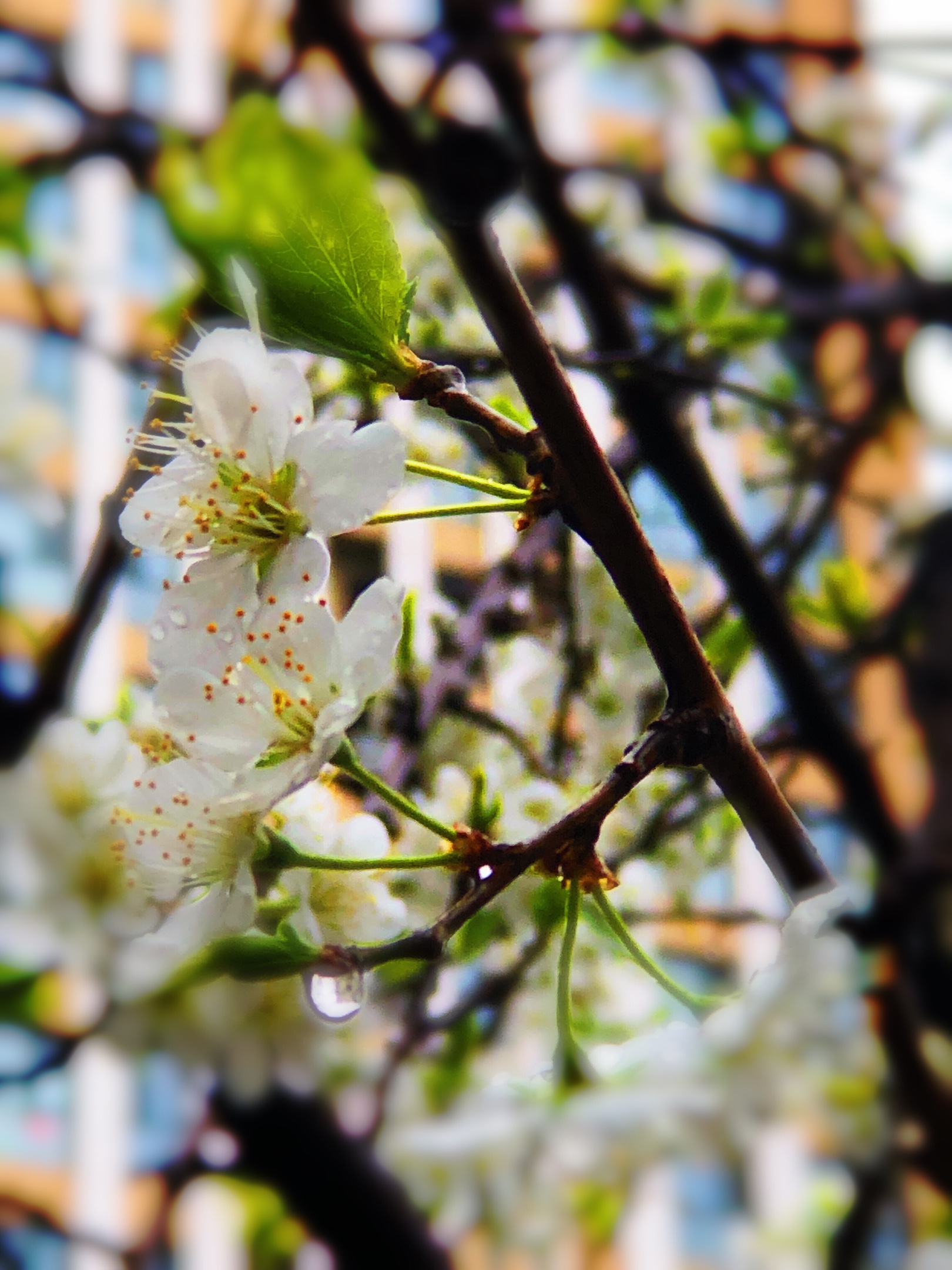 《梨花開 春帶雨》