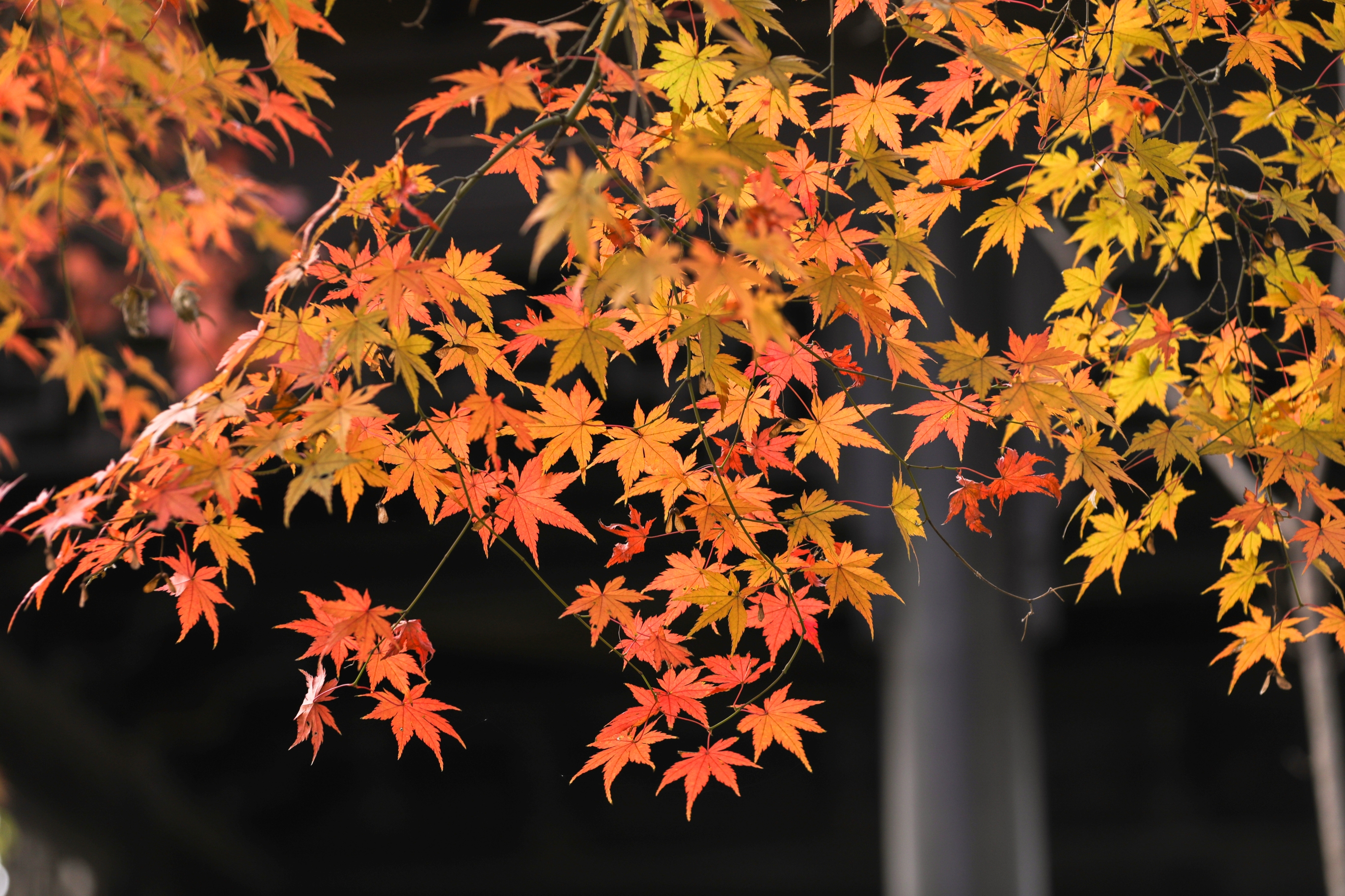 枫叶醉红初冬里摄影首发