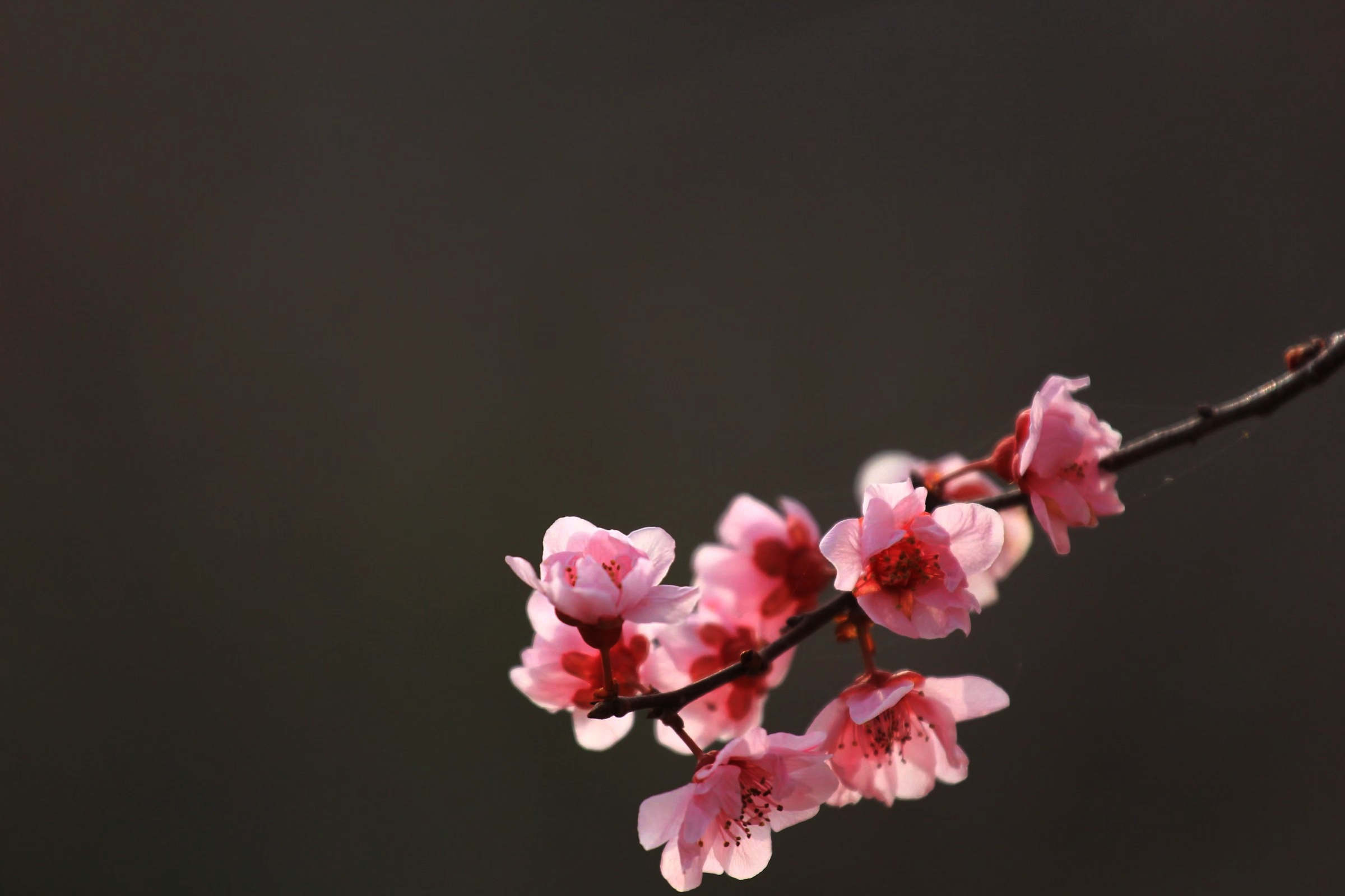 風吹花落奈何情深【首發】