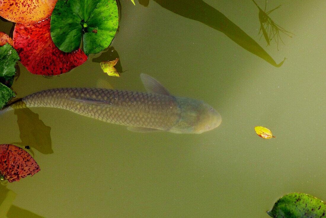 首发听雨轩荷风弄影戏池鱼