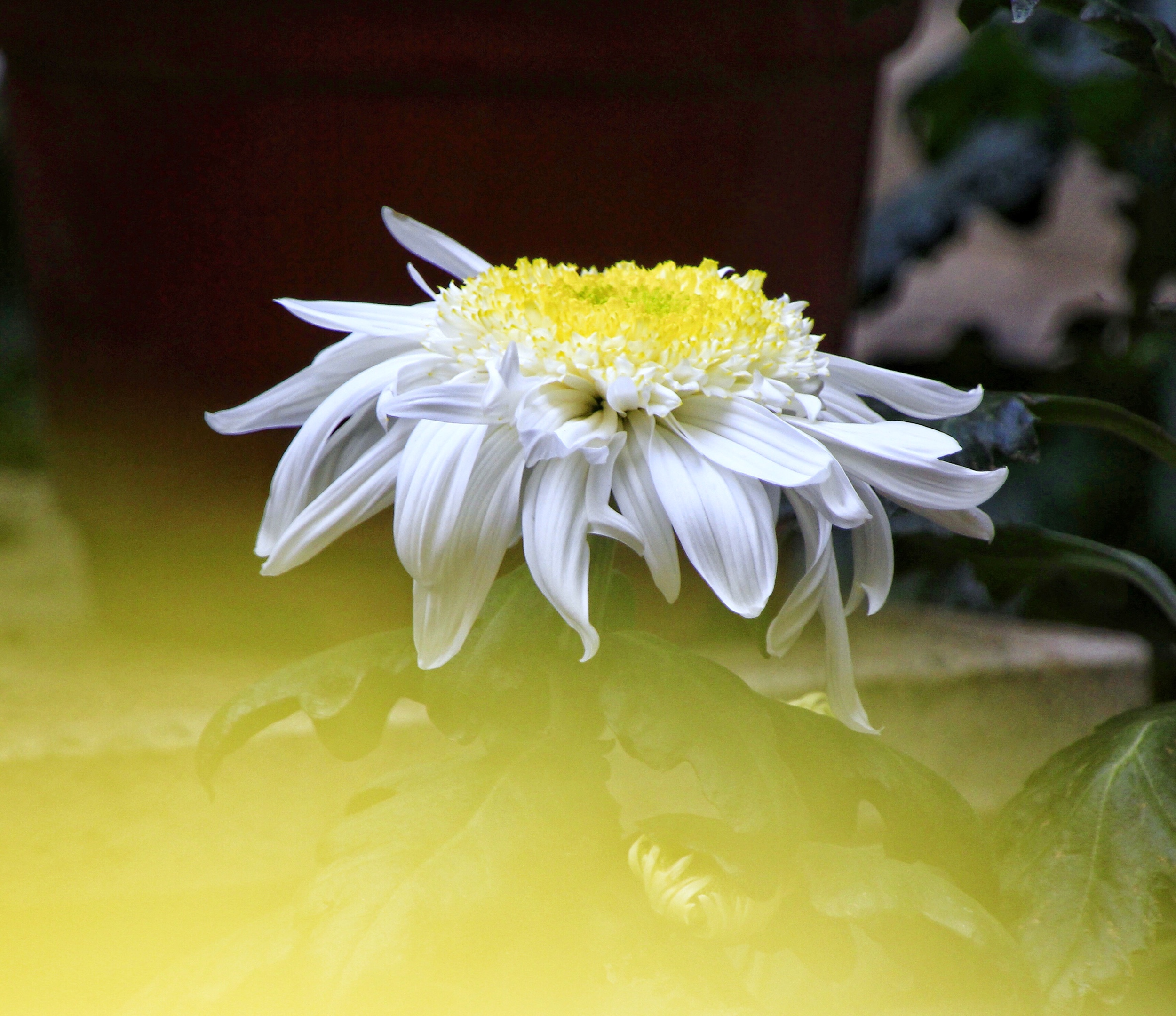 傲霜菊(摄影首发)