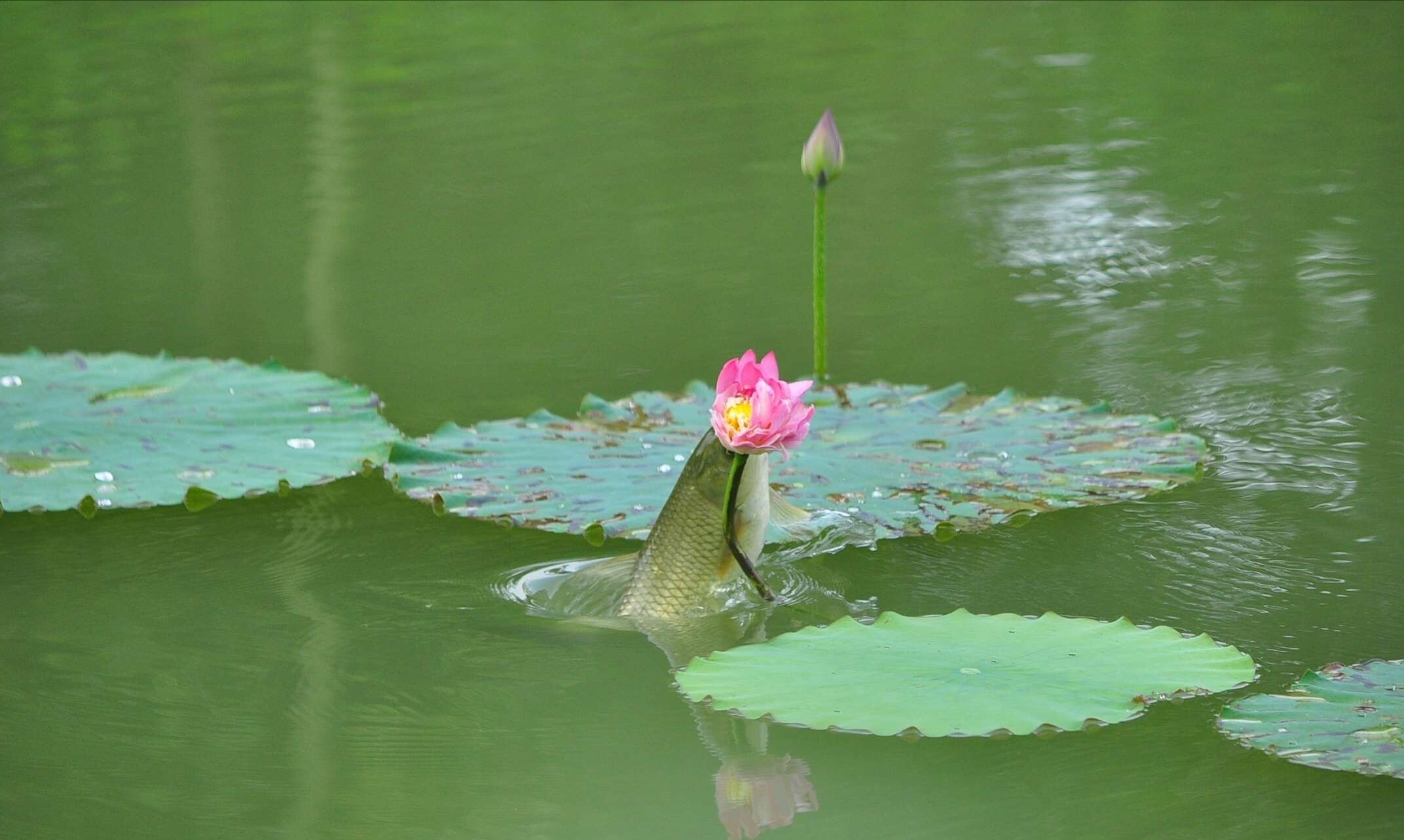 首发听雨轩荷风弄影戏池鱼