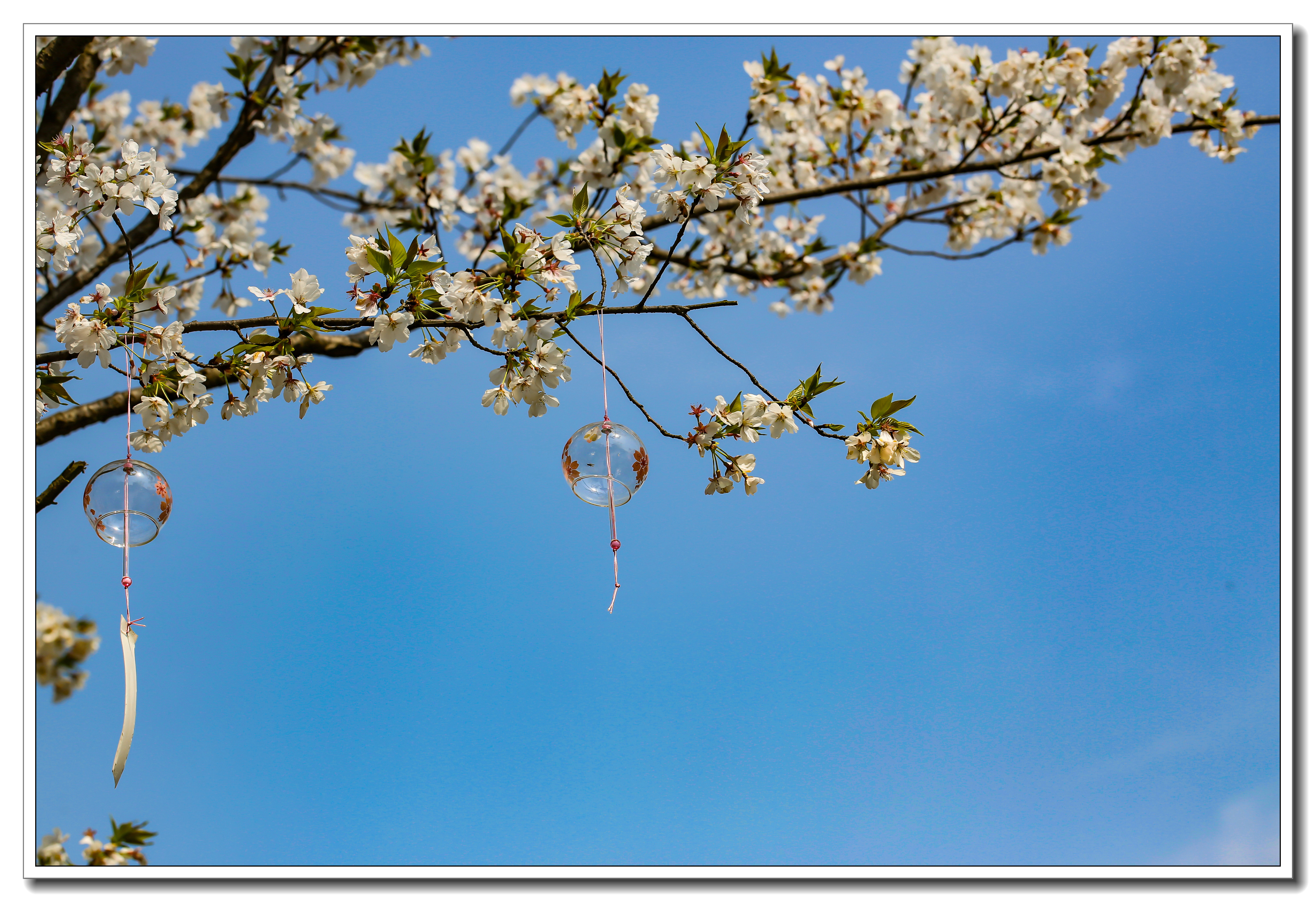 樱花枝头上的风铃