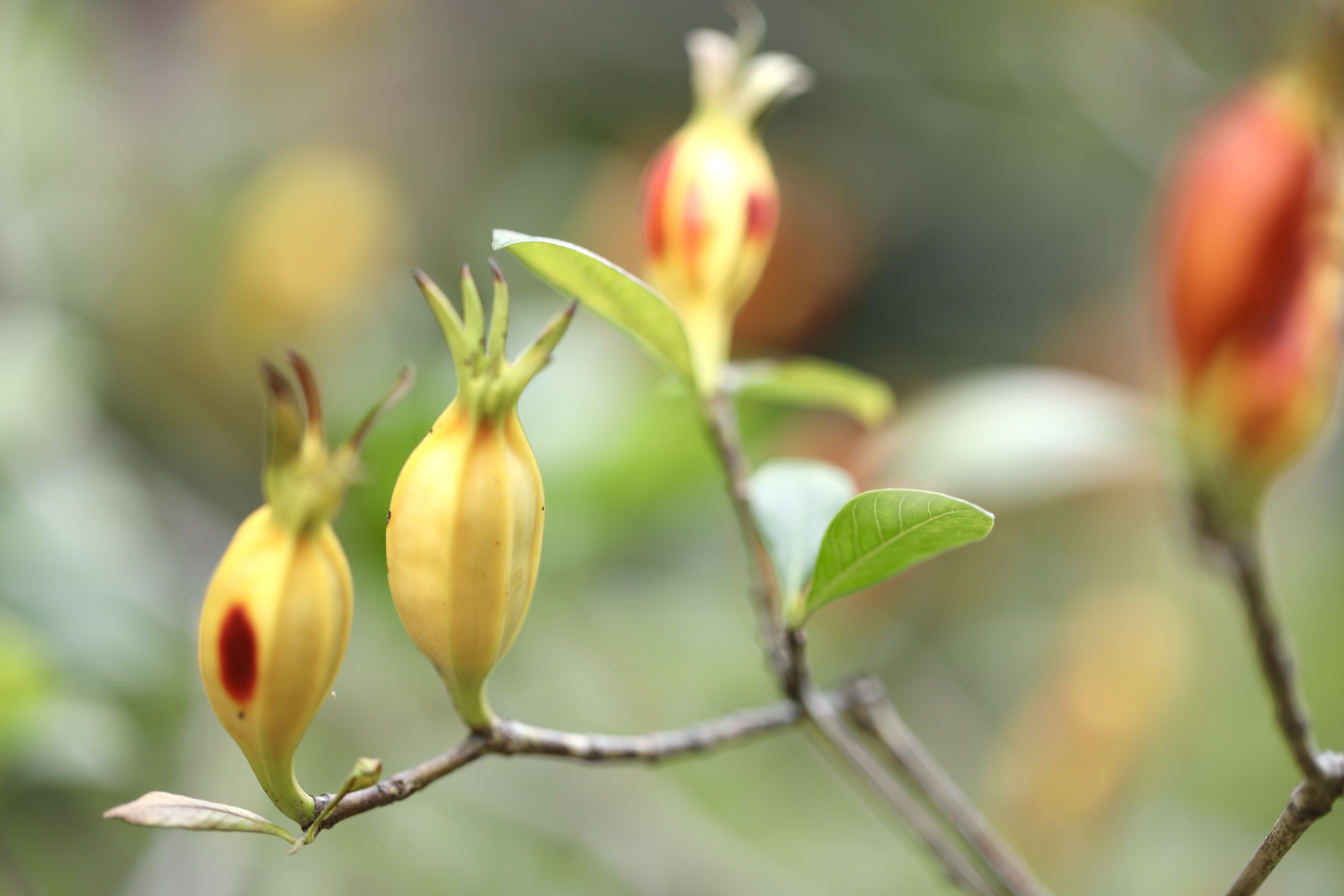 首发栀子果熟了