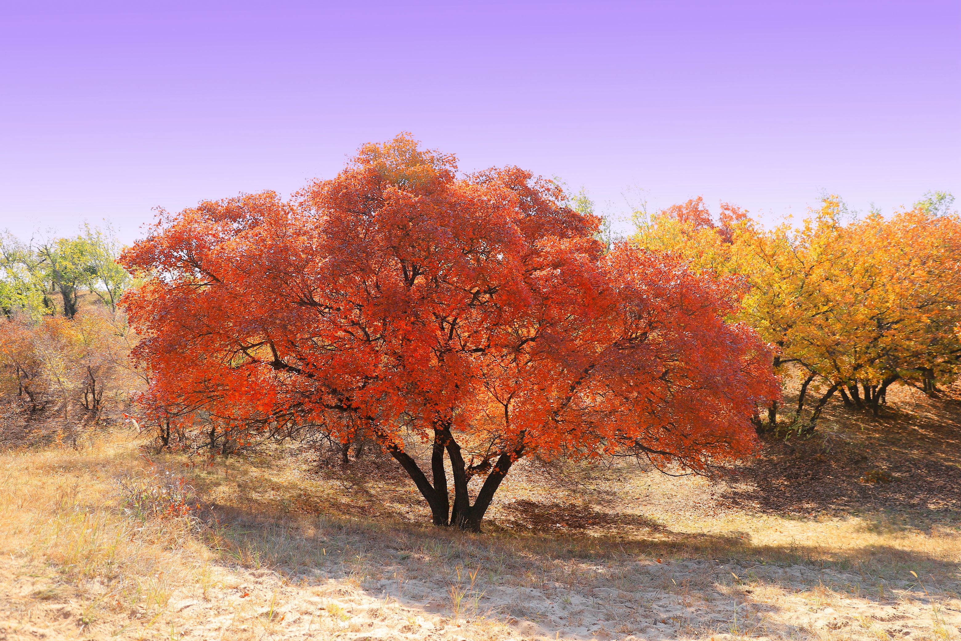 乌旦塔拉五角枫森林公园,位于内蒙古通辽市东南部科尔沁沙漠腹地,总
