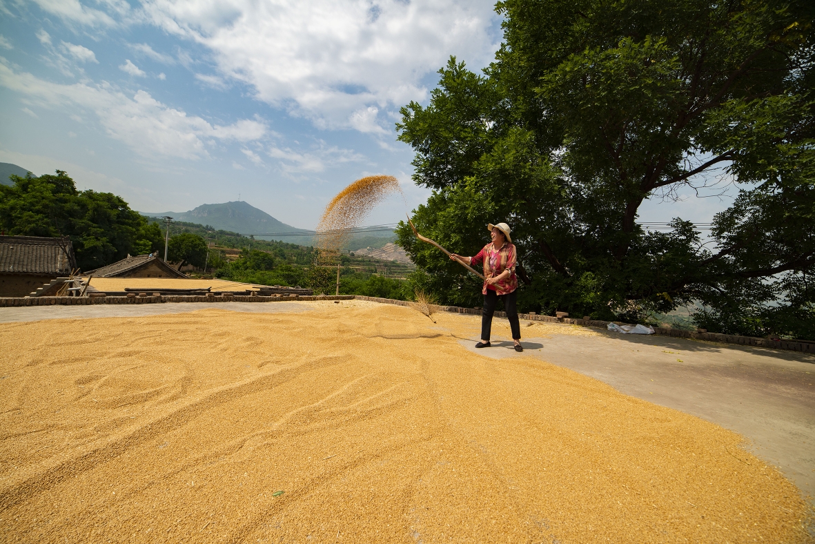 以前妇女是不参与麦场工作的,现在时代不同了,妇女成了农村的主力军了