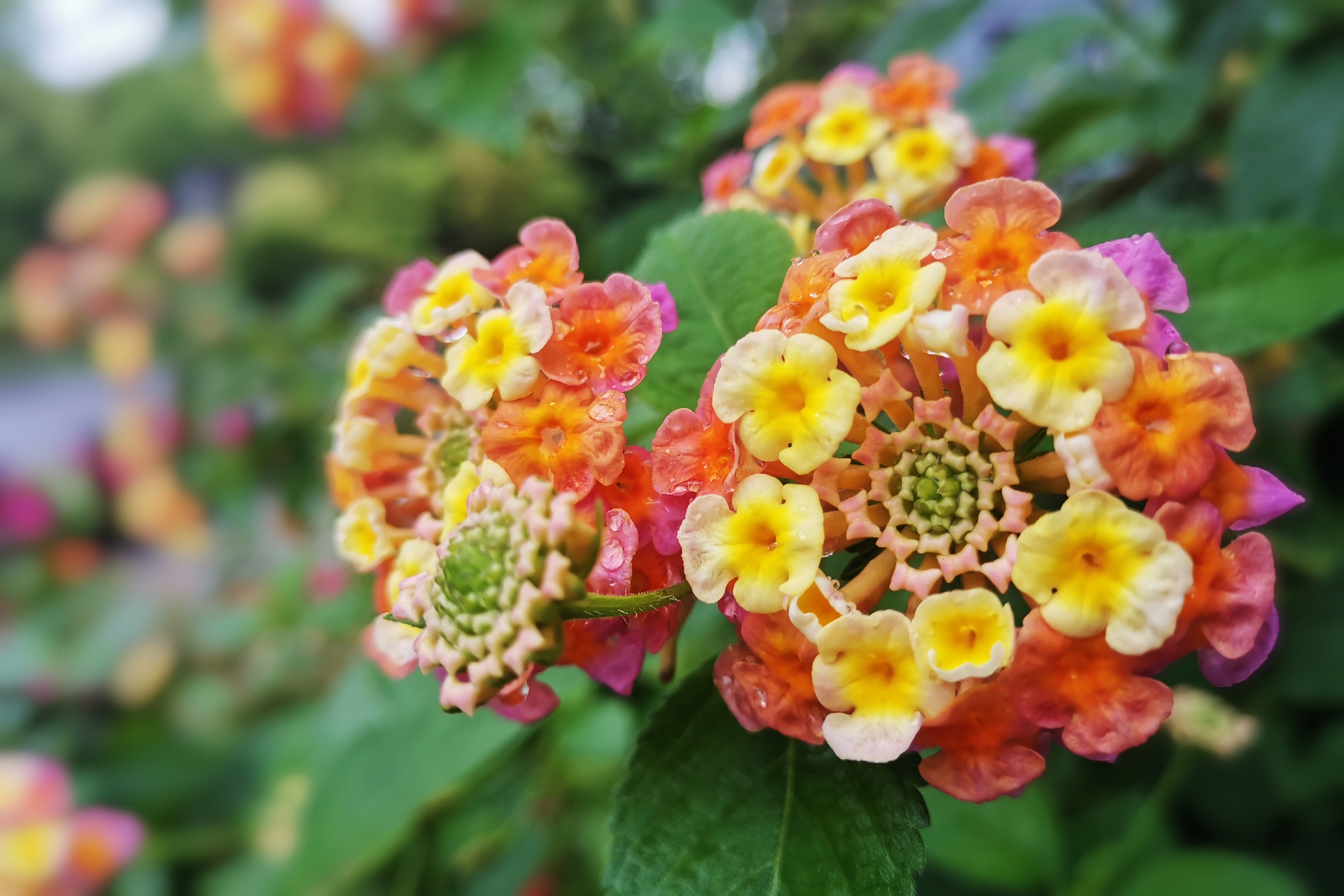 五色梅花姿柔美 【首发】