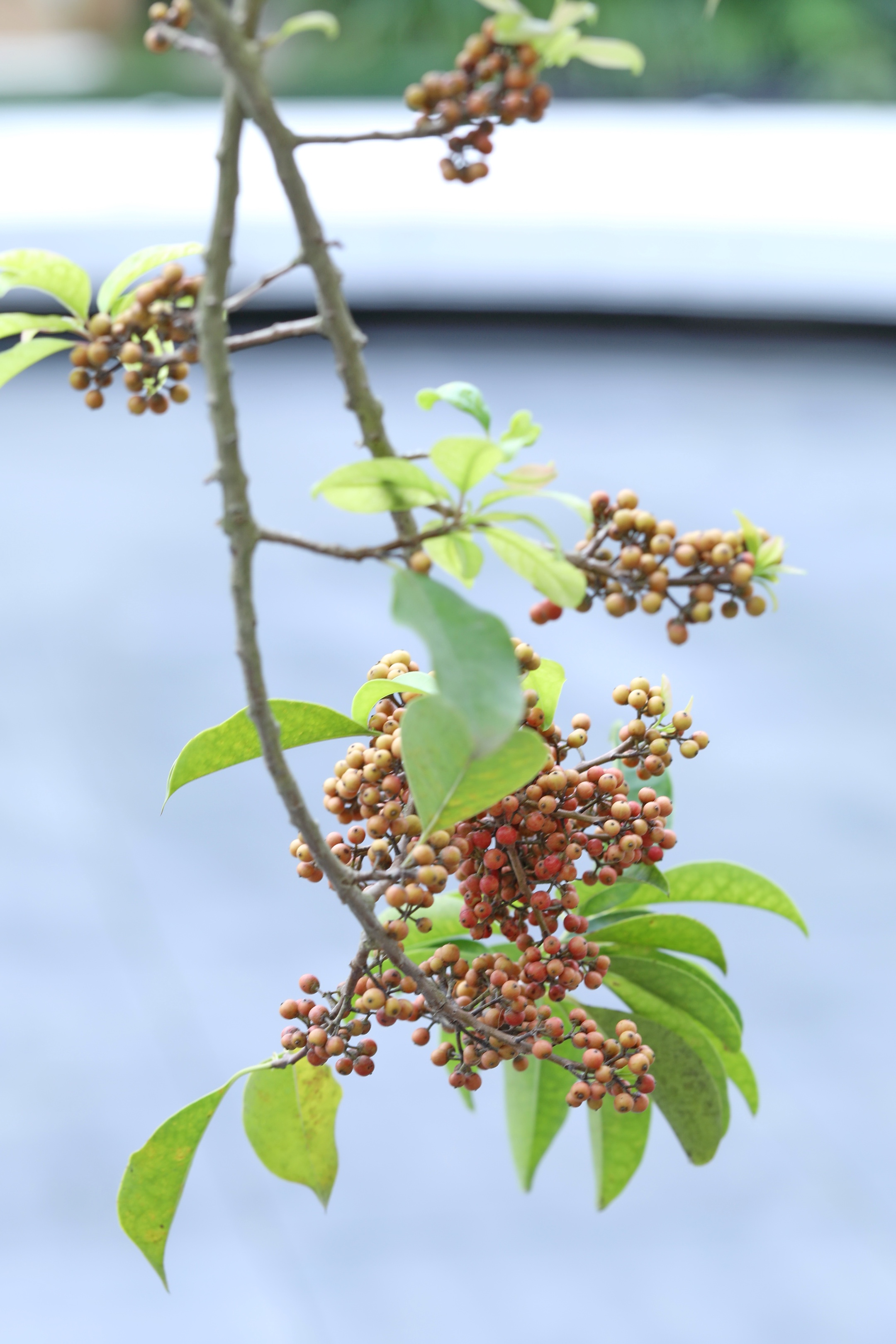 铁冬青一树红果秋日俏首发