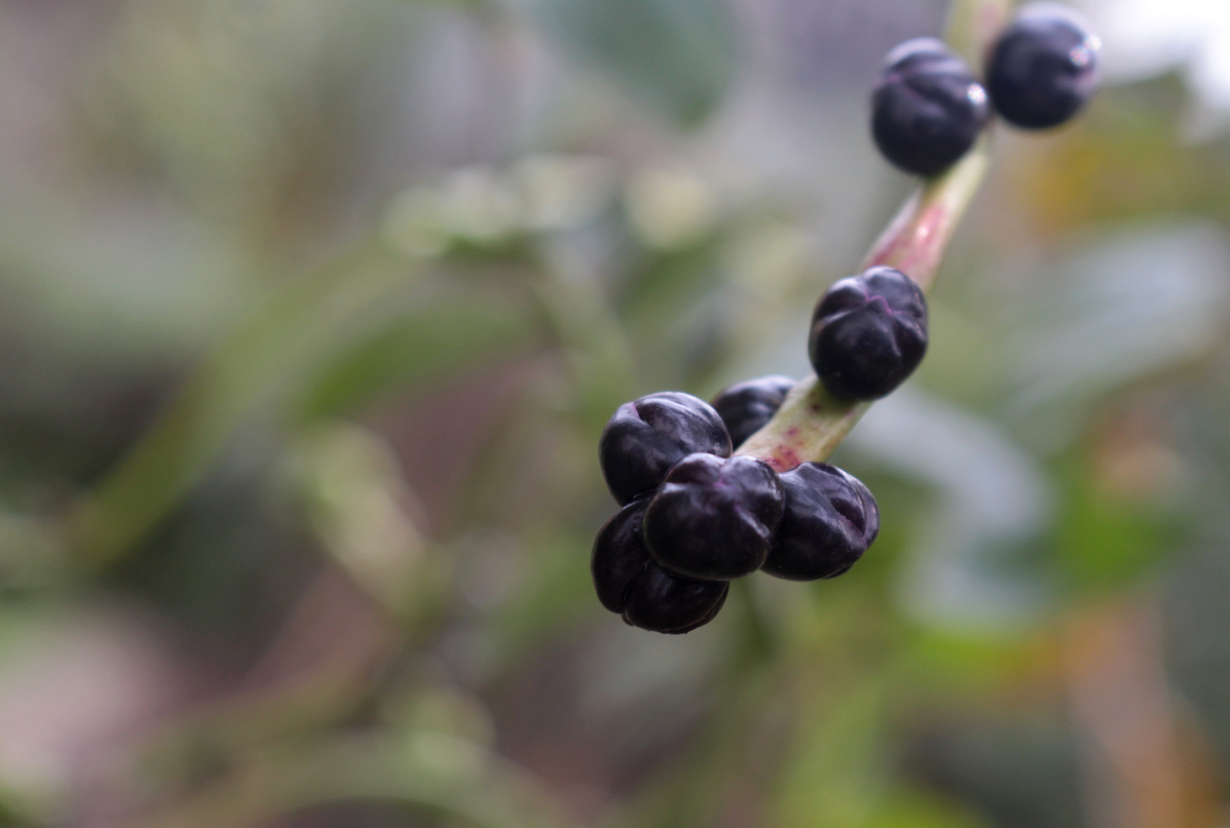 首发木耳菜结果子