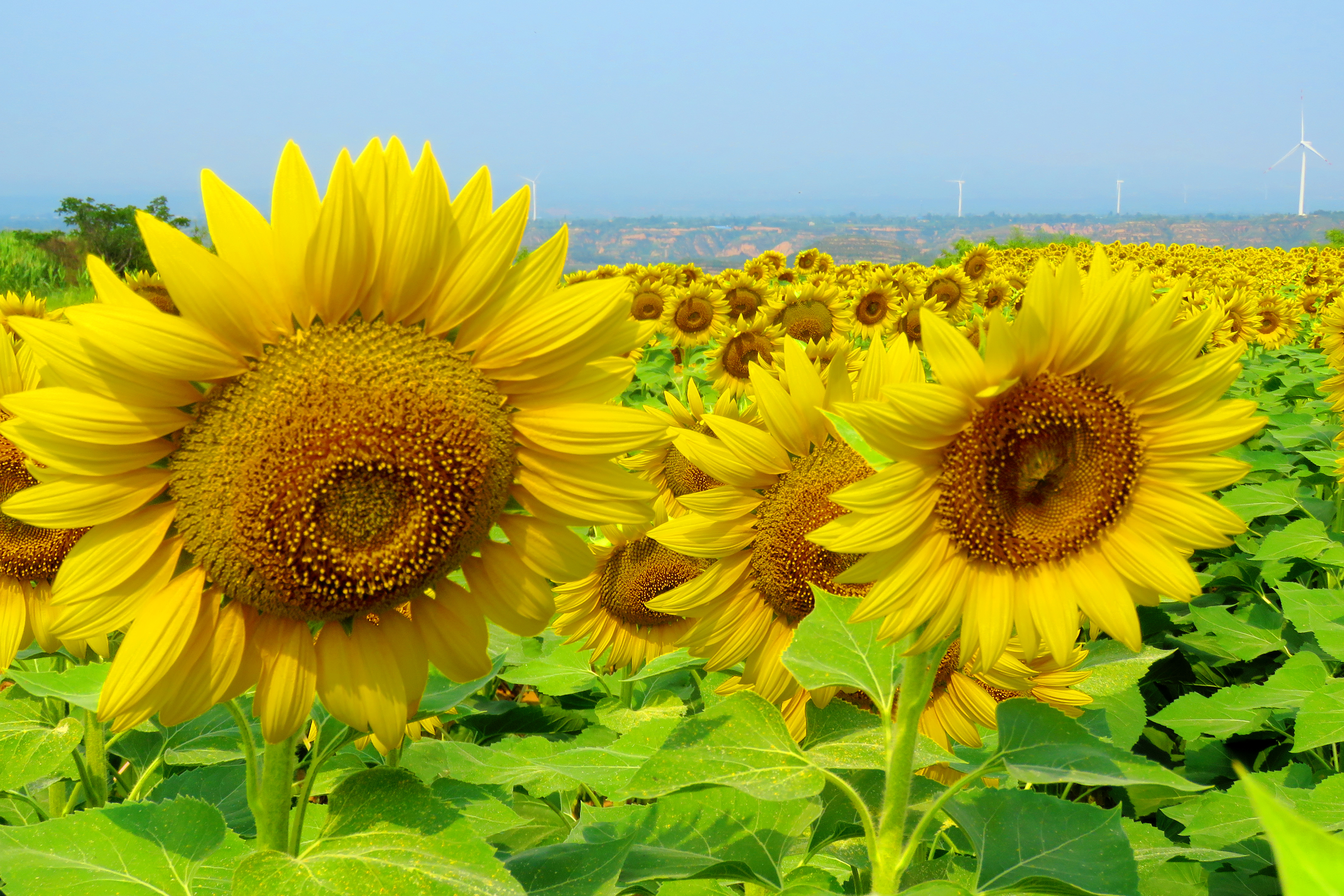 惟有葵花向日倾