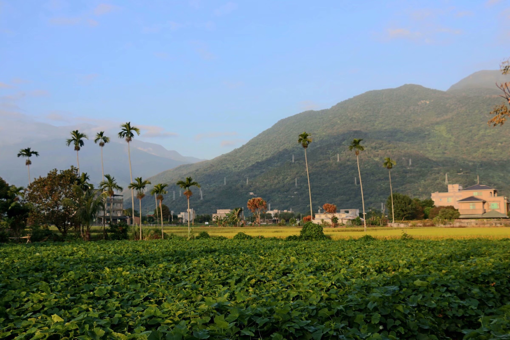台湾之旅(花莲县吉安乡的早晨)