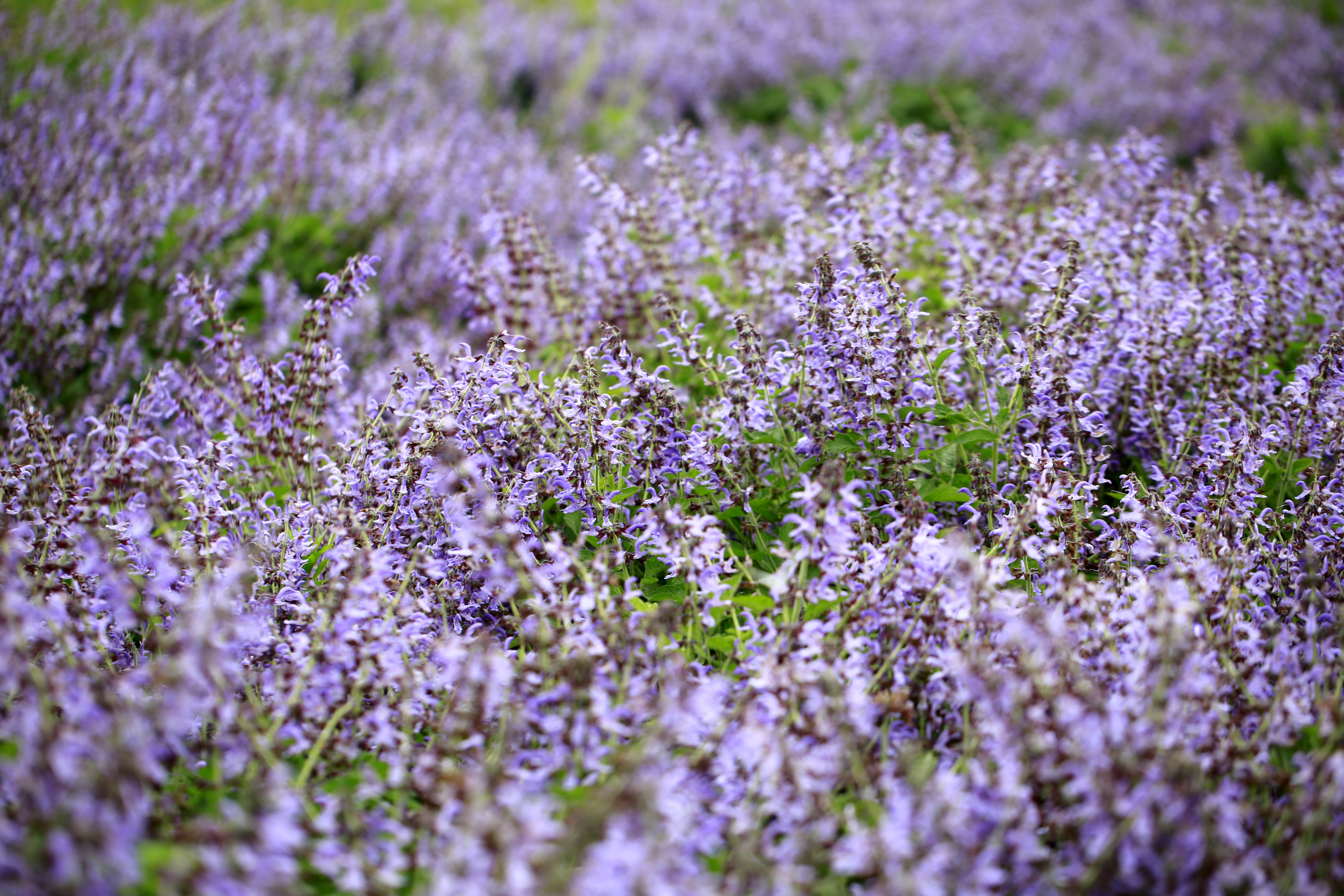 紫色情迷丹参花
