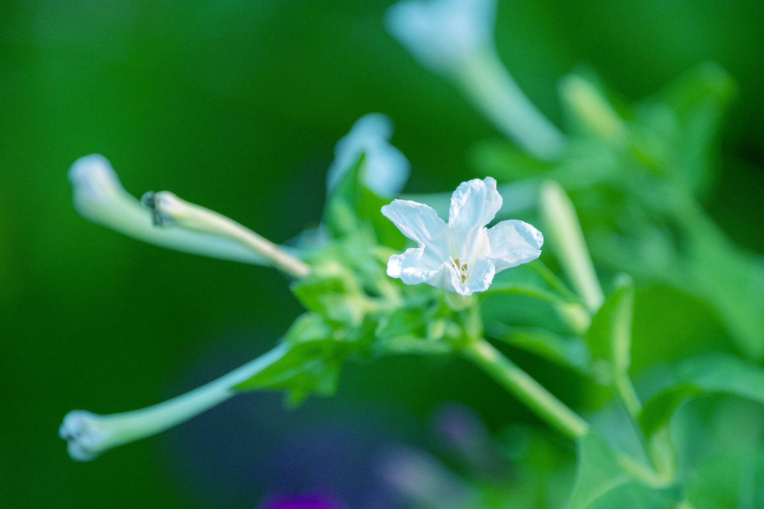 白色紫茉莉(首发)