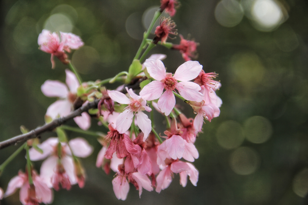 樱花与爱情 (泉州海丝樱花园拍摄花絮)