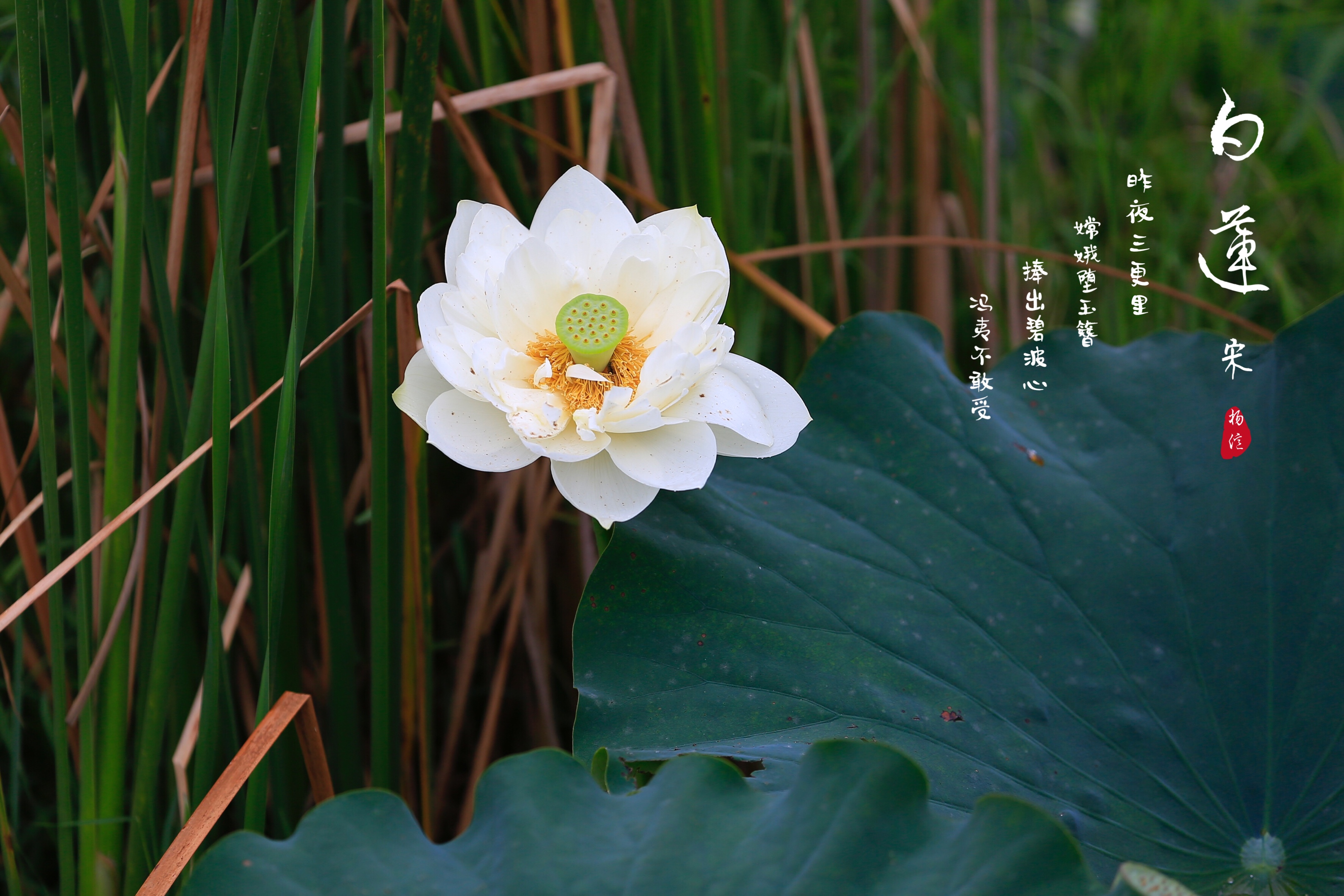 七月白莲淡雅无尘vv首发