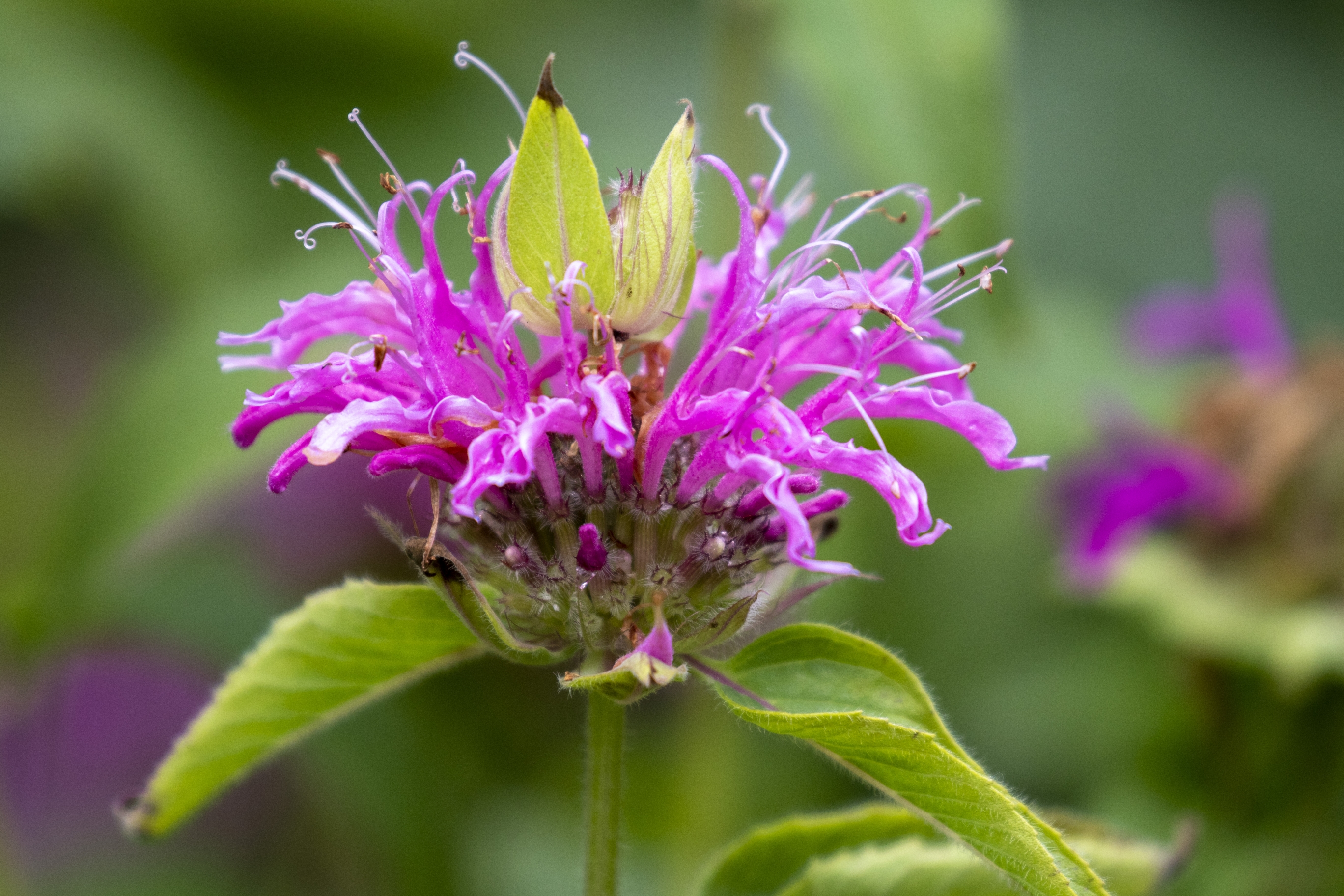 美国薄荷vv首发